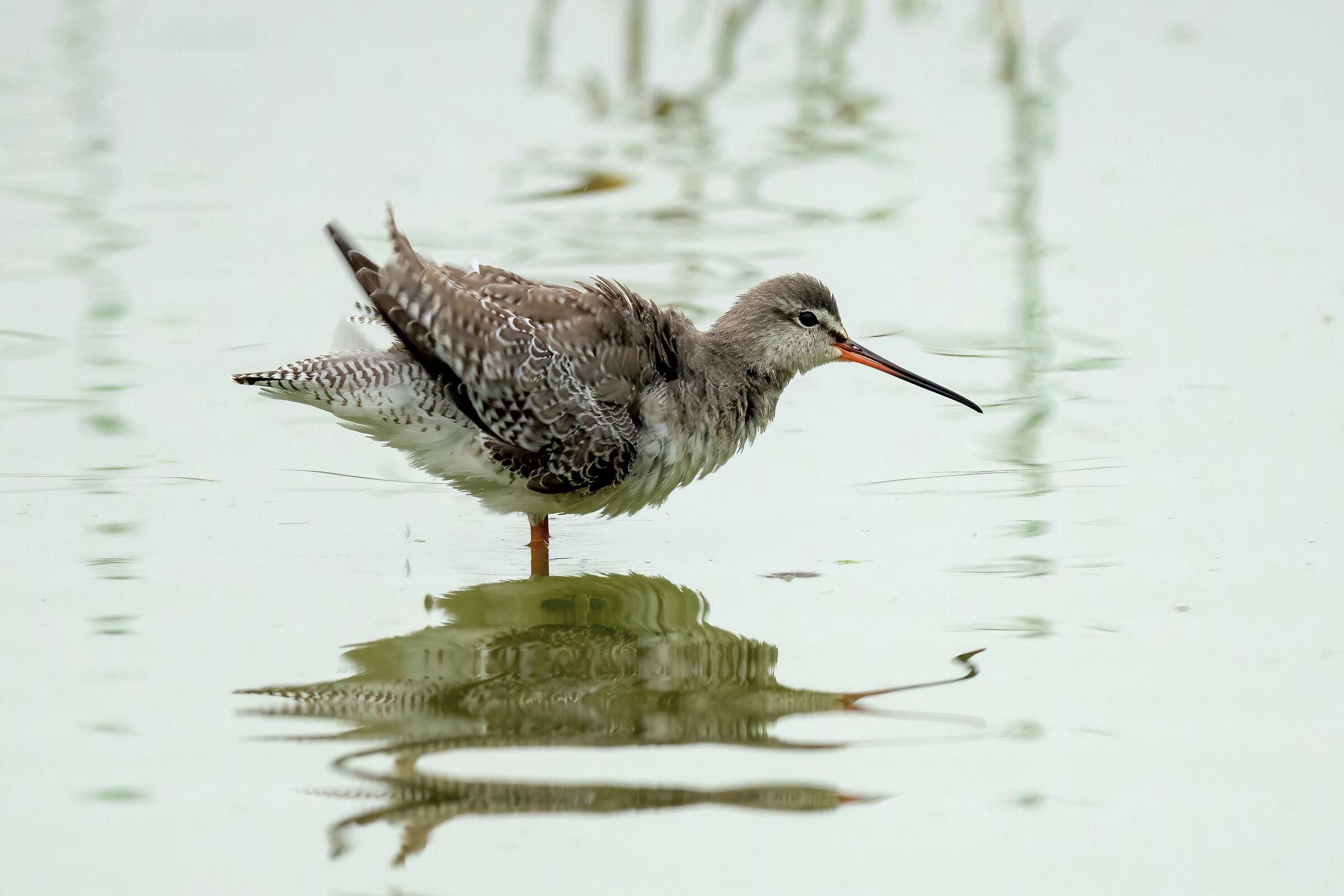 Totano moro (Tringa erythropus)