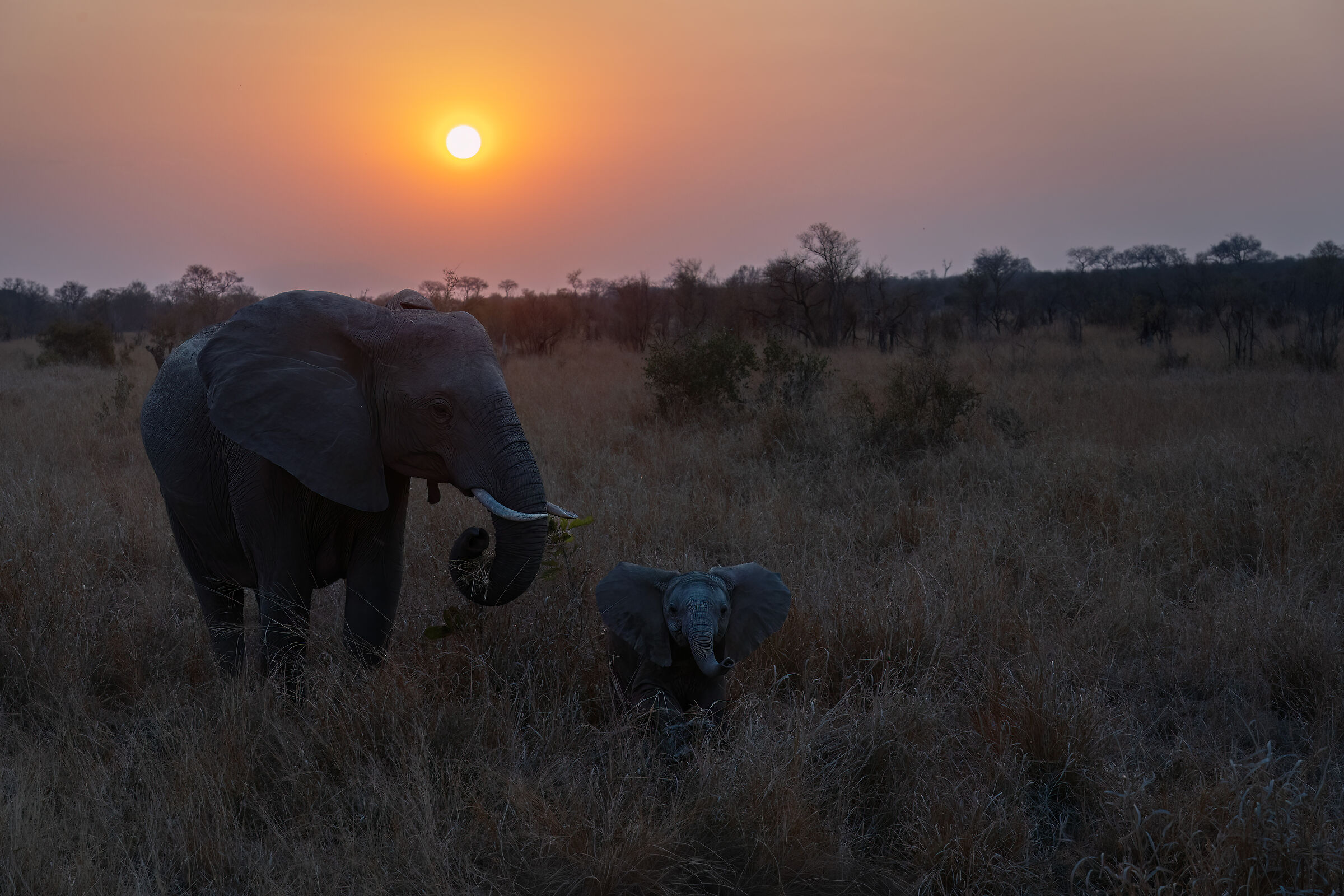 Elefanti al tramonto