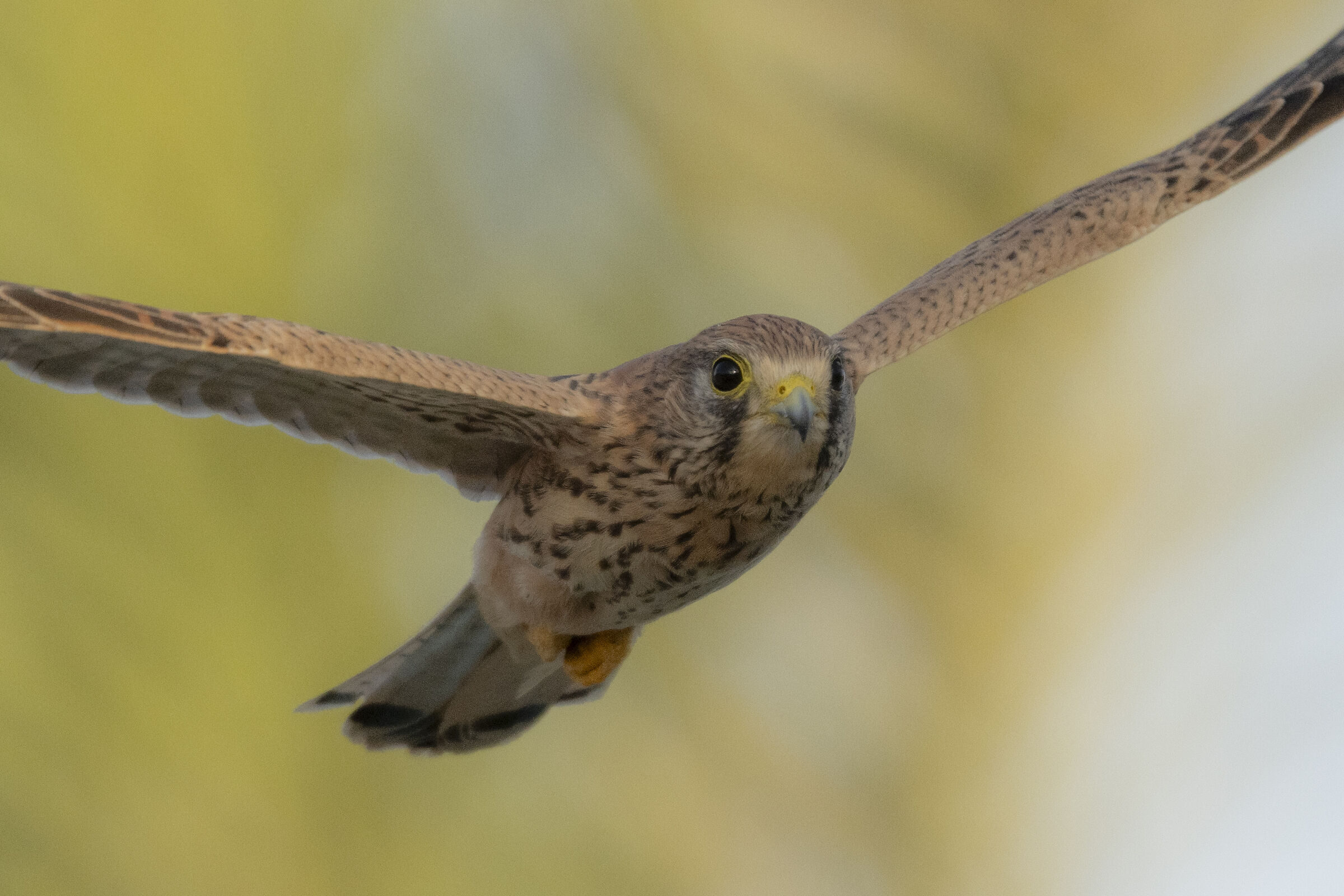 kestrel