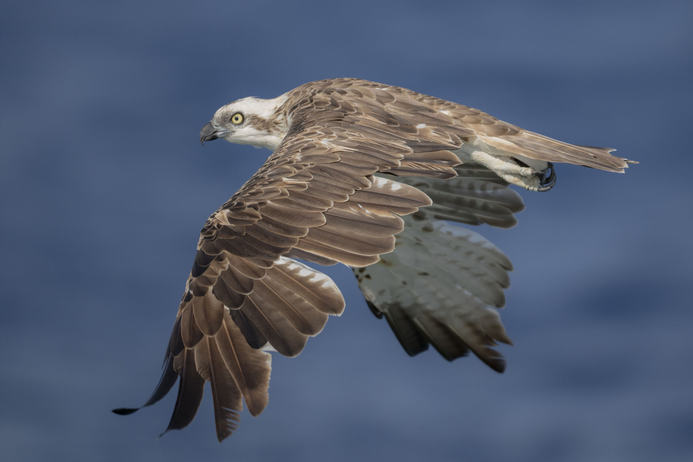 osprey