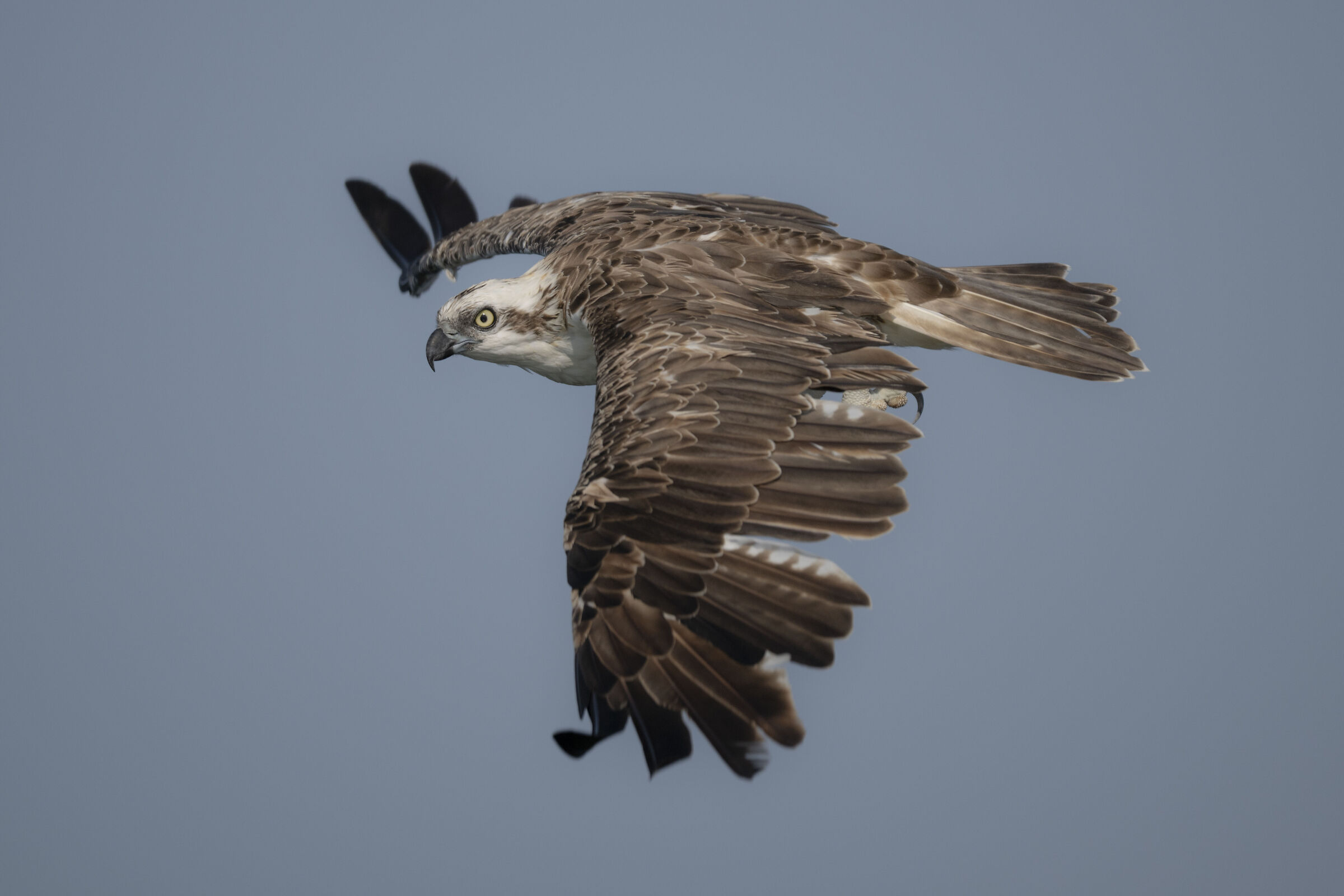 falco pescatore