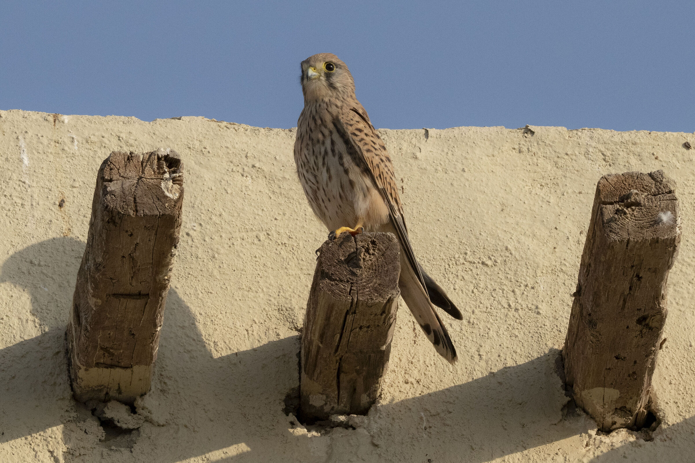 kestrel