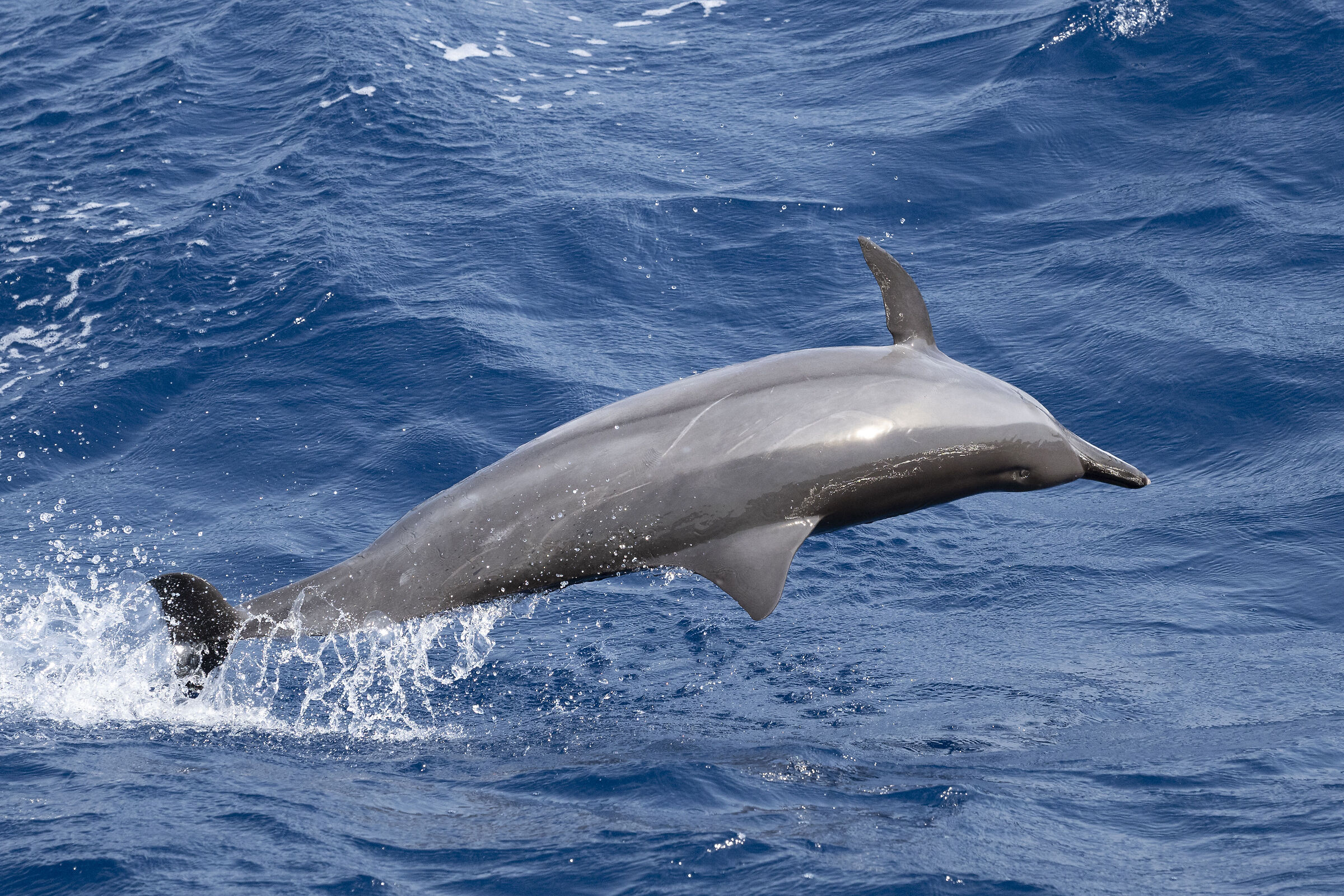 bottlenose dolphin