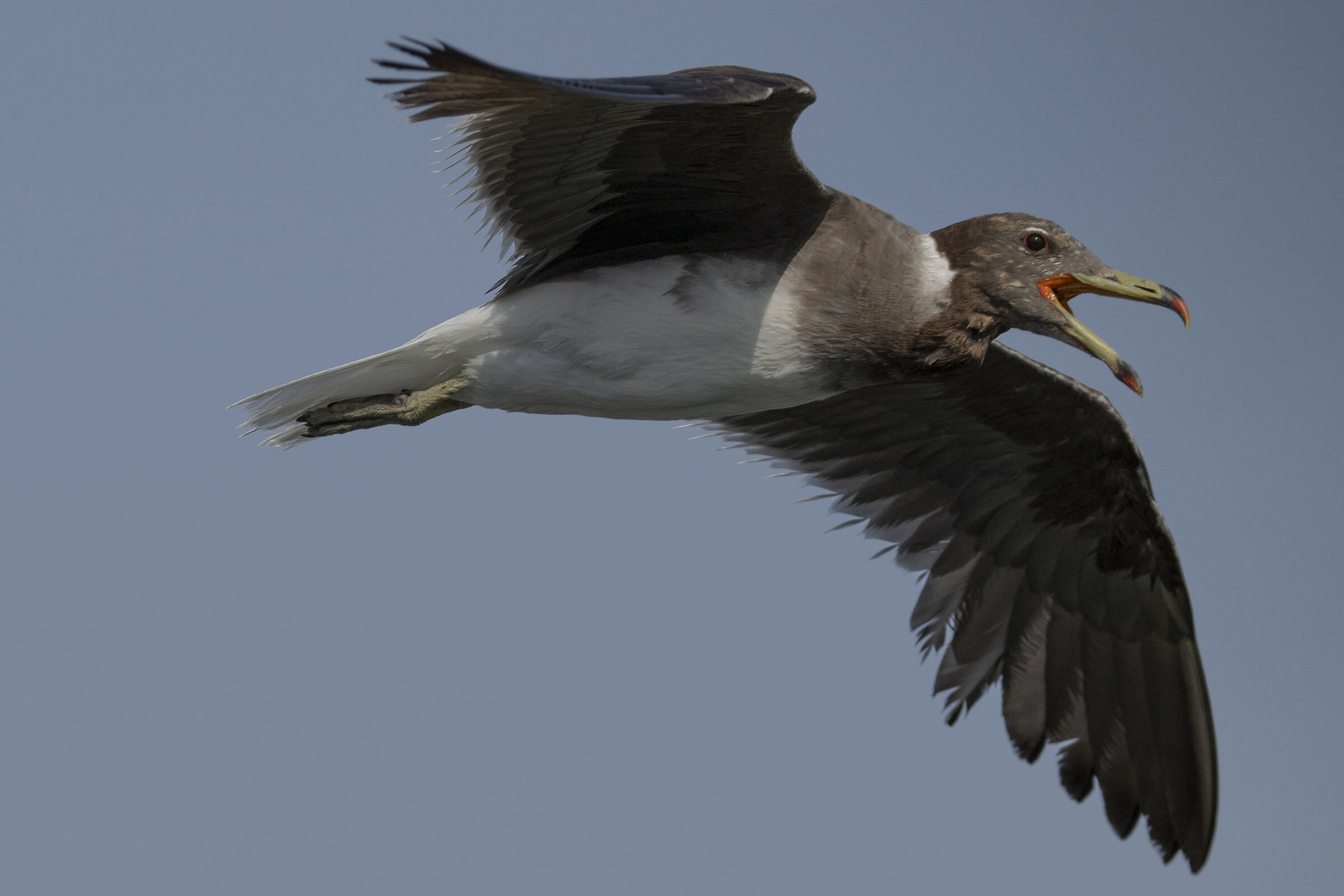 white-eyed seagull