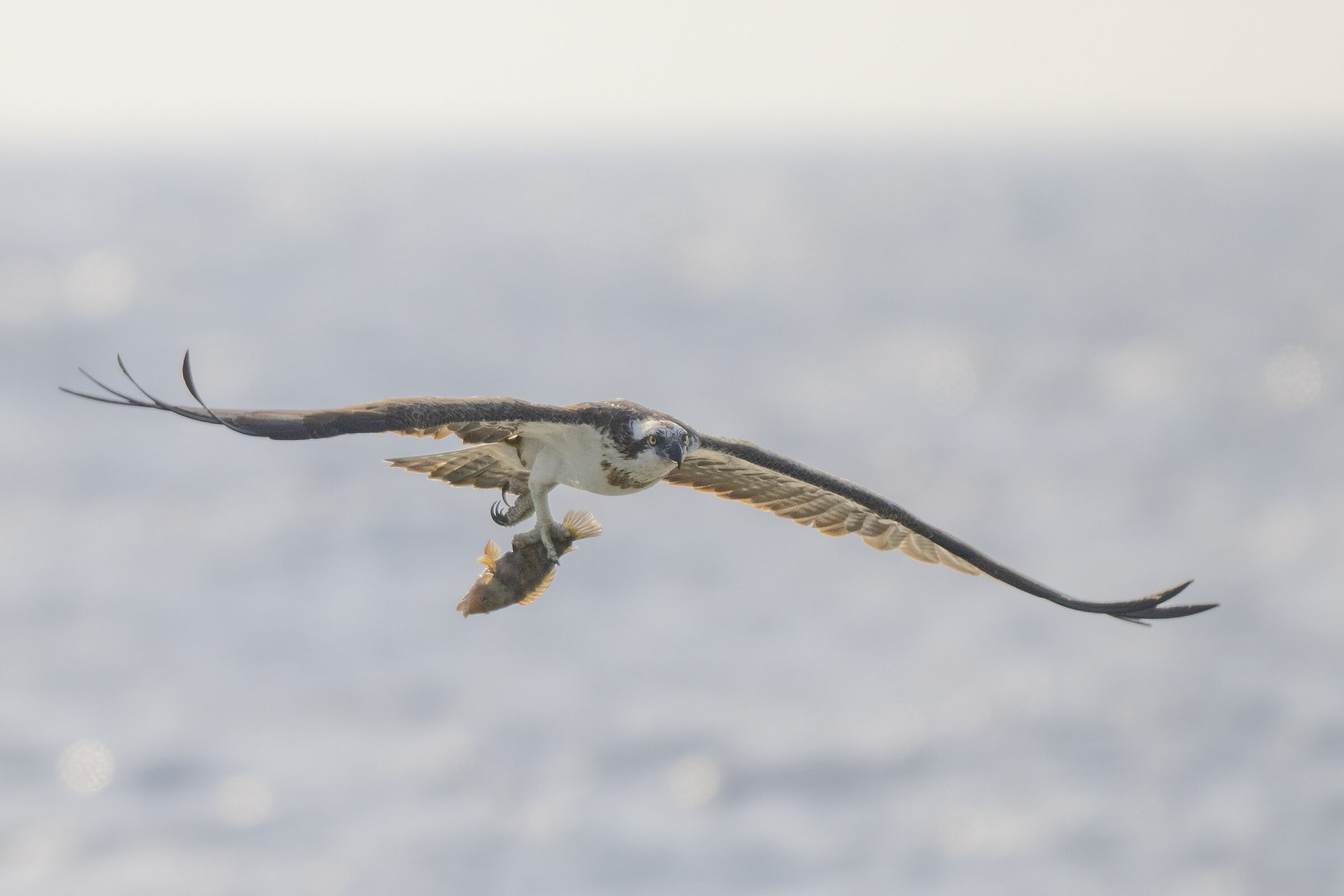 osprey with prey