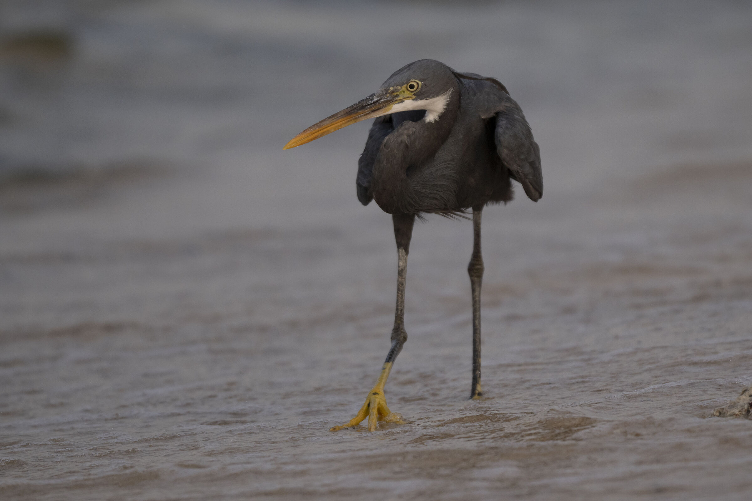 Schistaceous heron