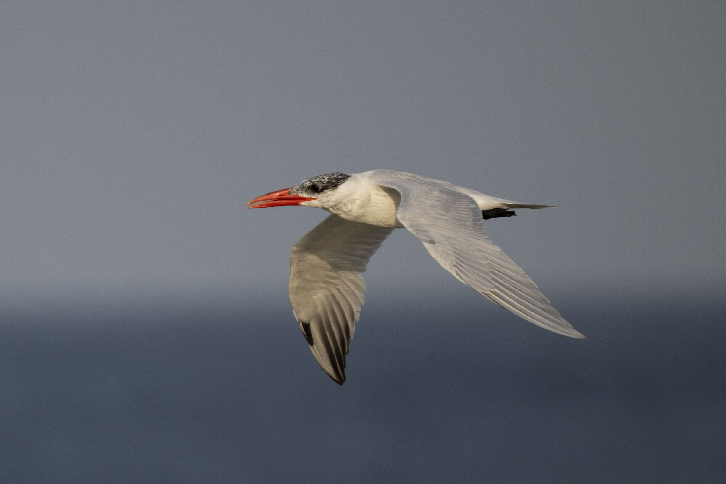 Greater Tern