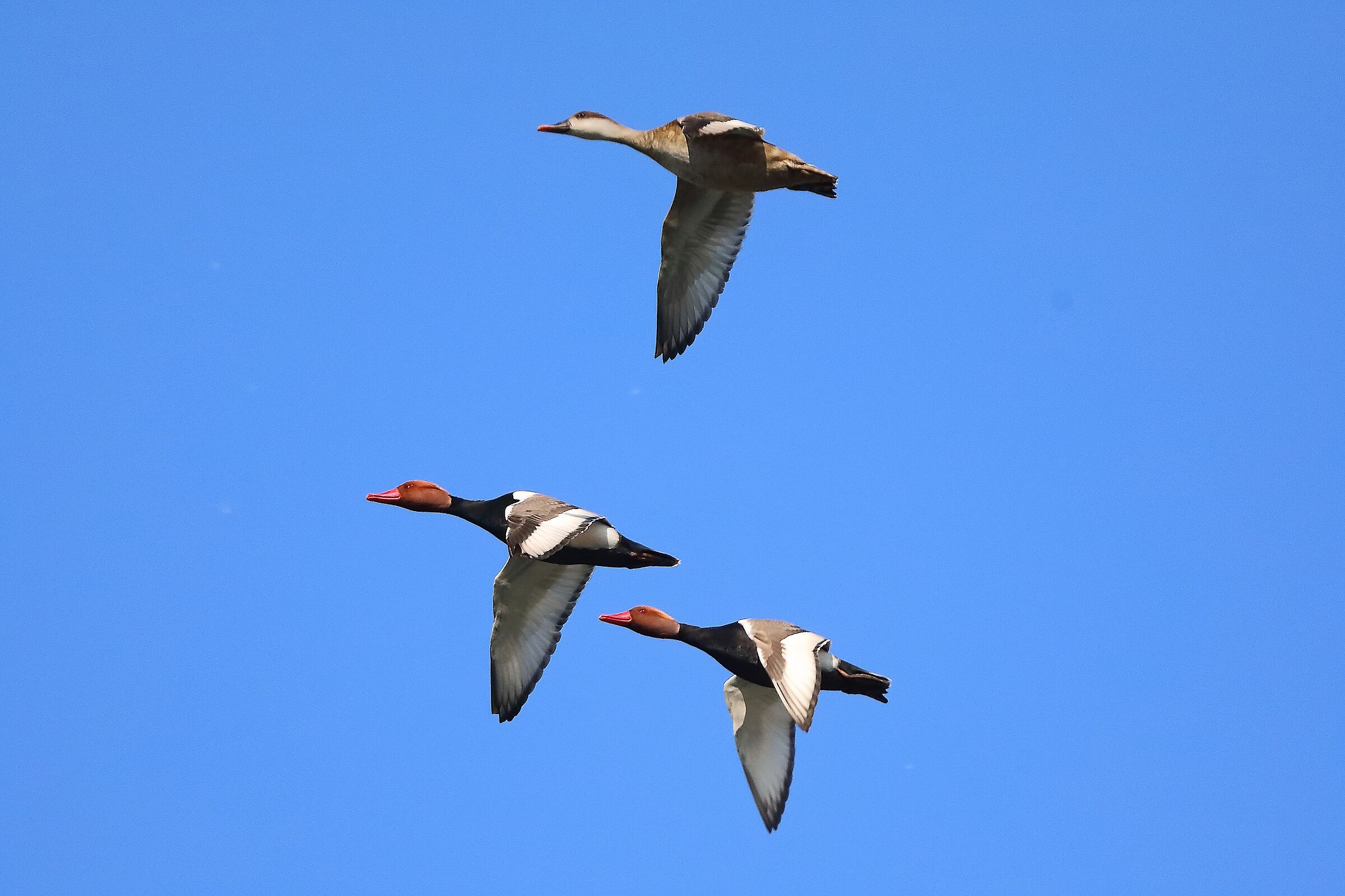 Morette T 05 aprile 2025 - 0354