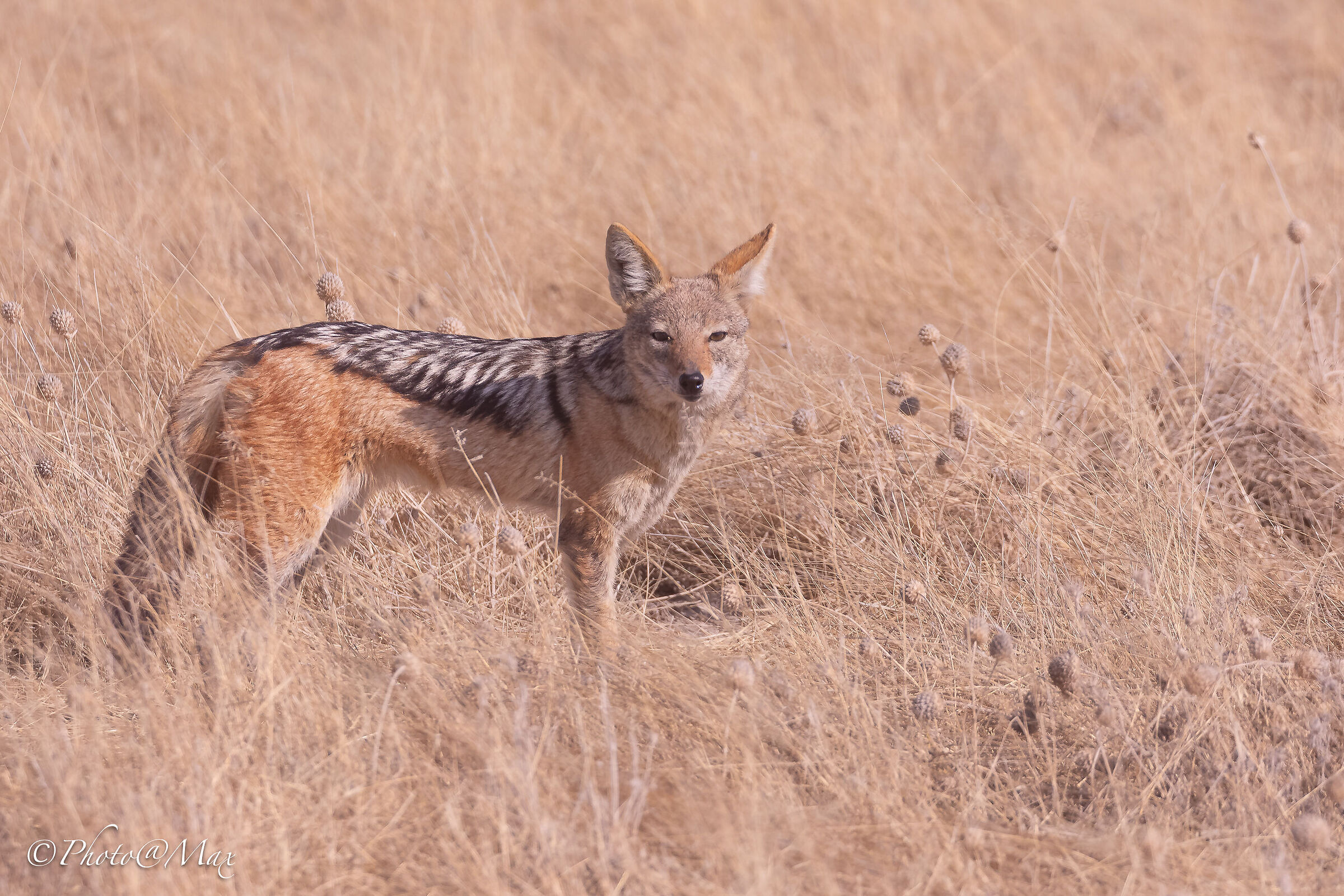 Sciacallo dalla Gualdrappa