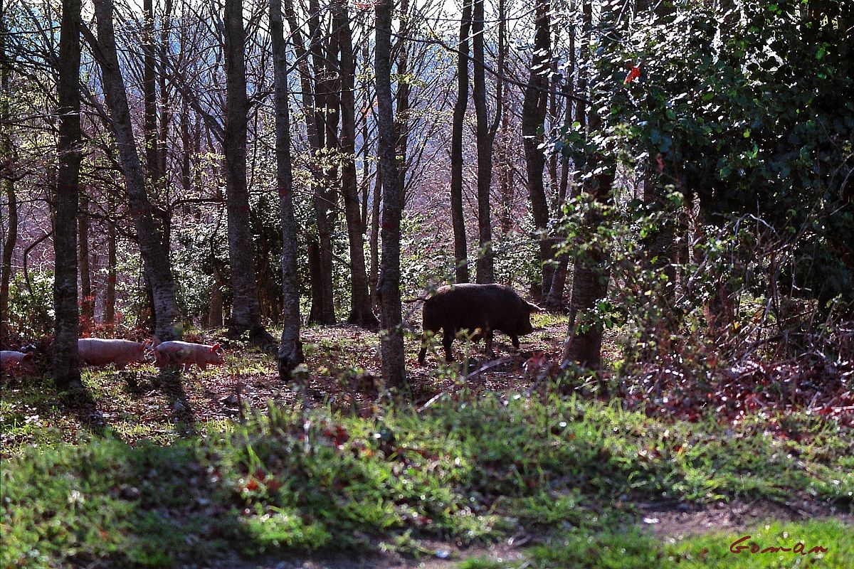 Gargano, incontri... 1987