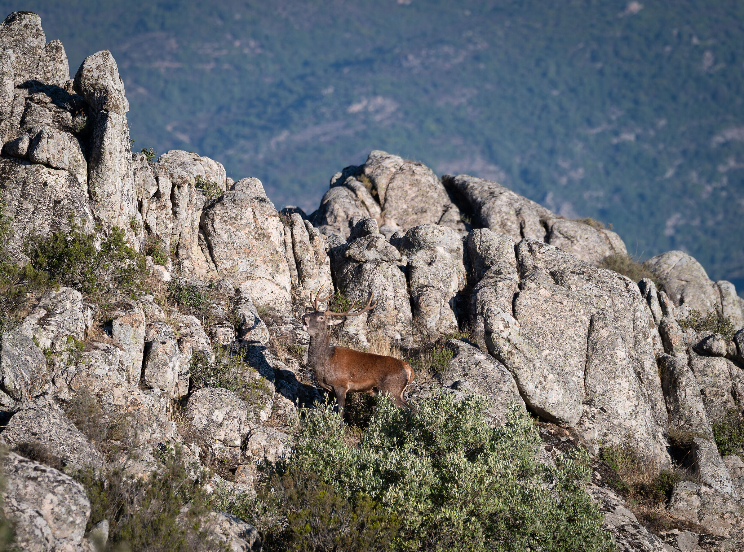 Sardinian deer among the granites of northern Sardinia