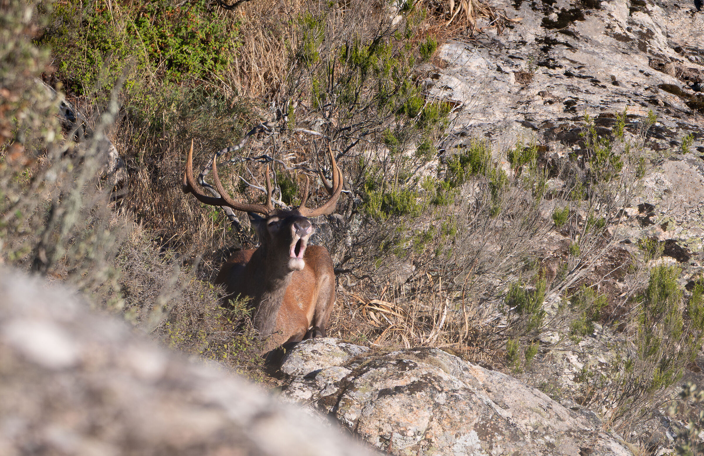 Sardinian deer among the granites of northern Sardinia