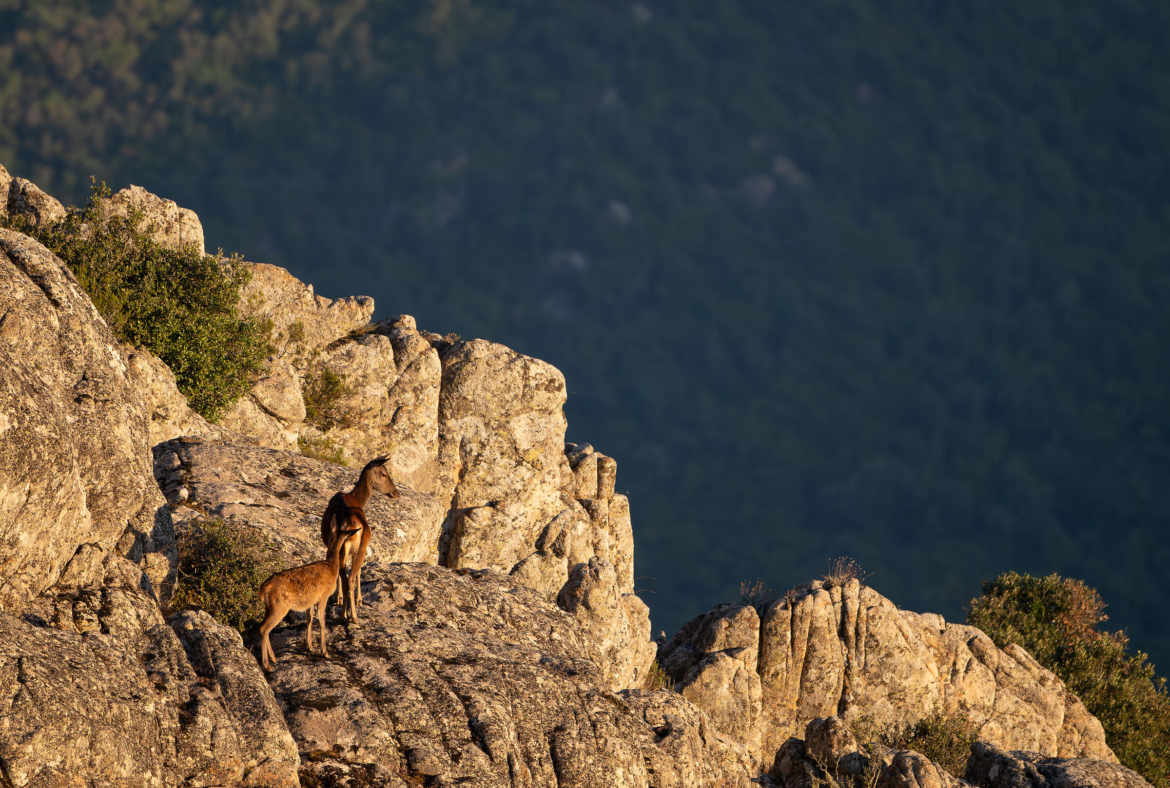 Sardinian deer among the granites of northern Sardinia