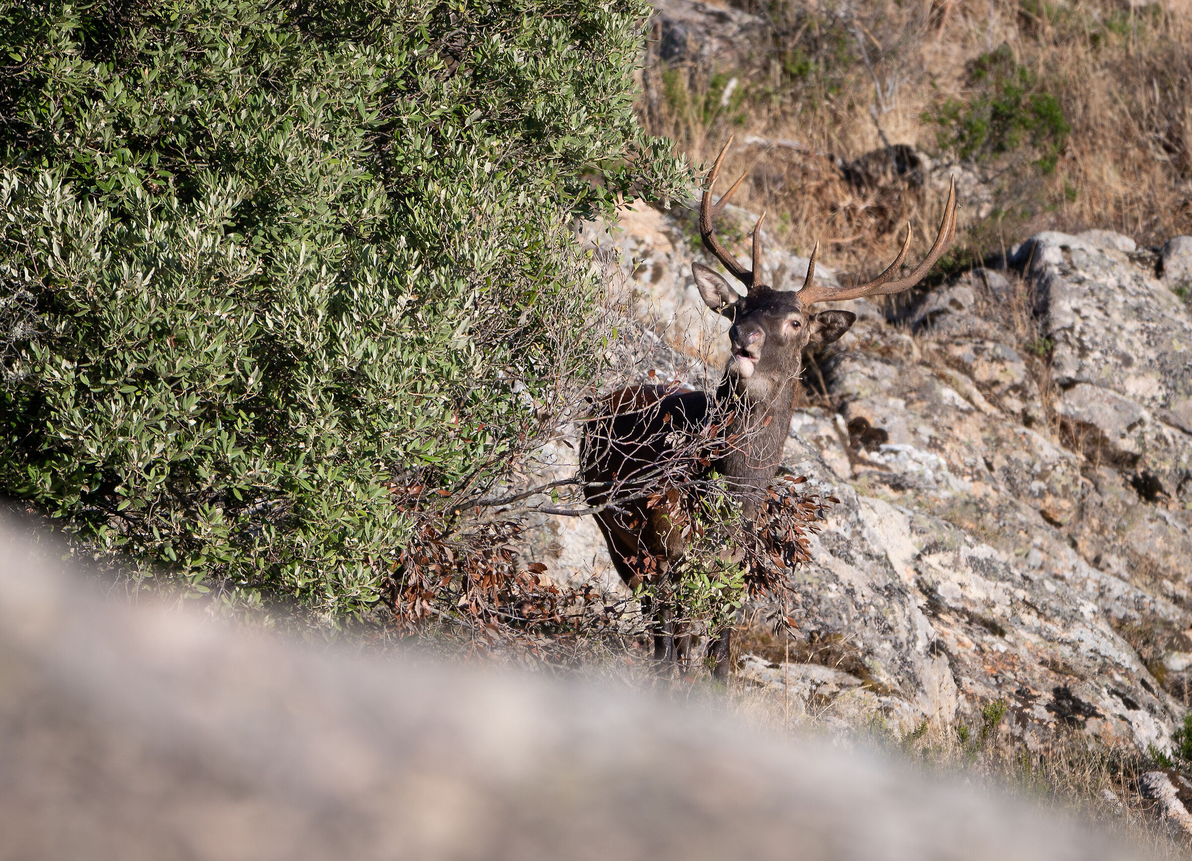 Sardinian deer among the granites of northern Sardinia