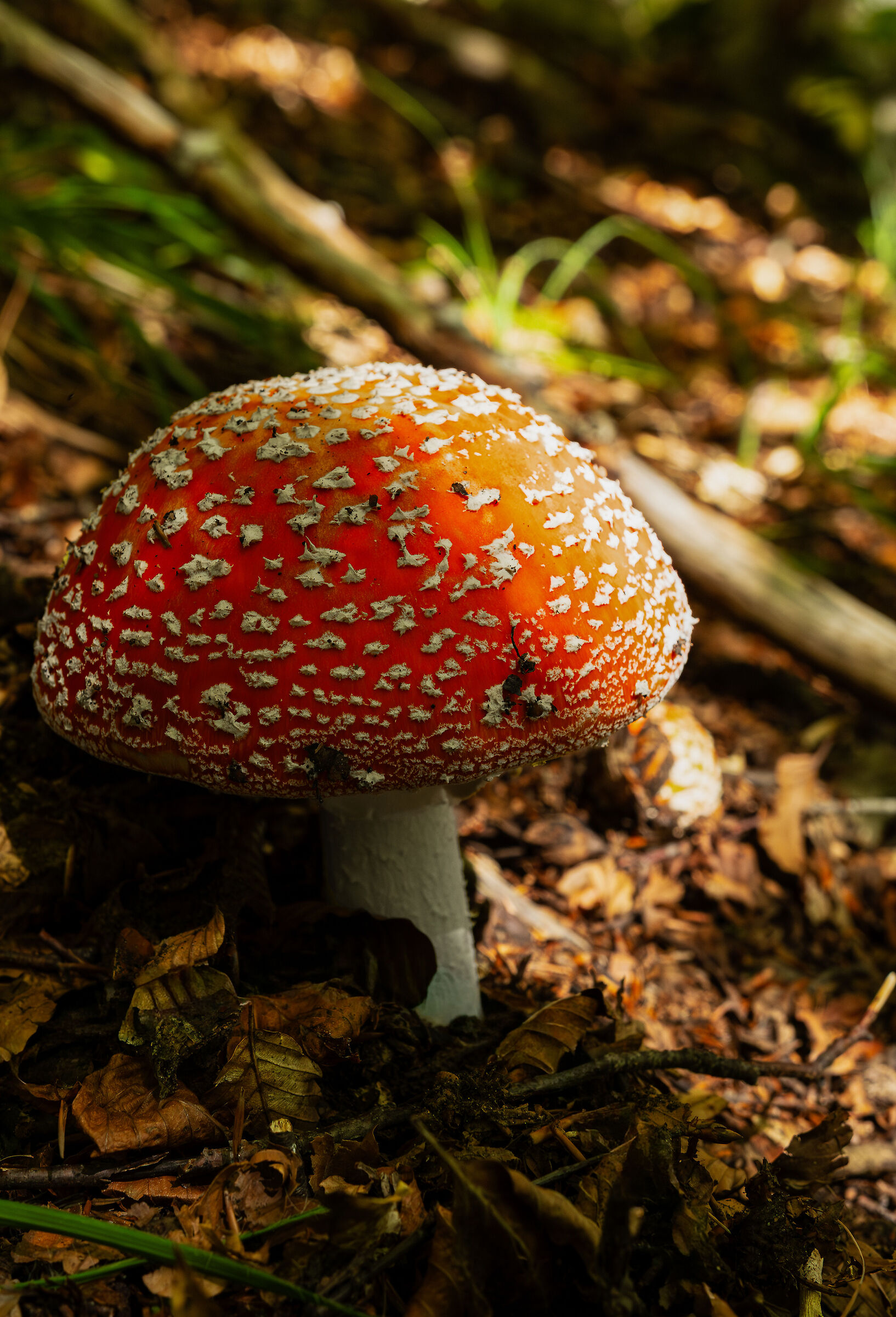 Amanita Muscaria