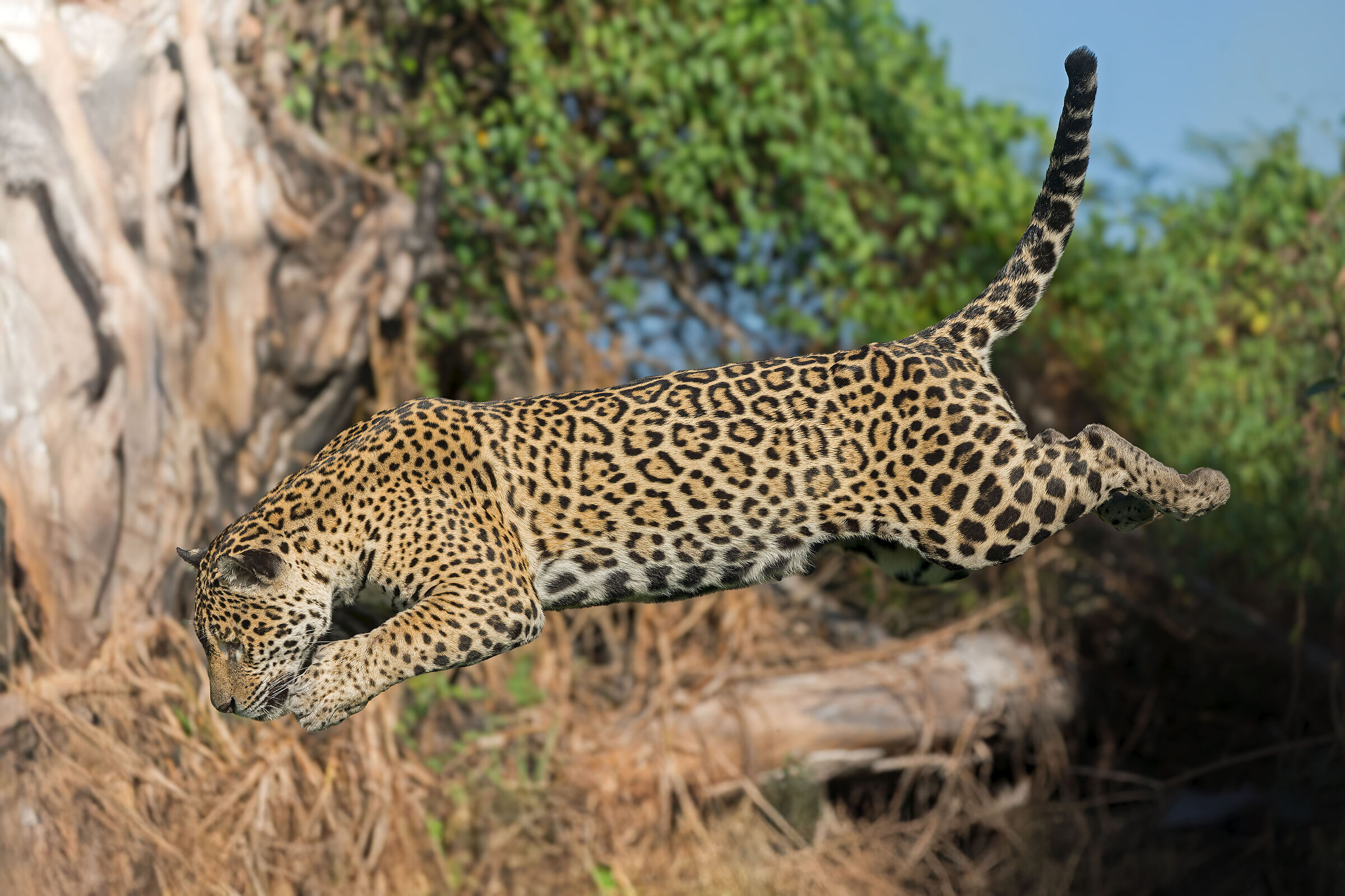 JUMP