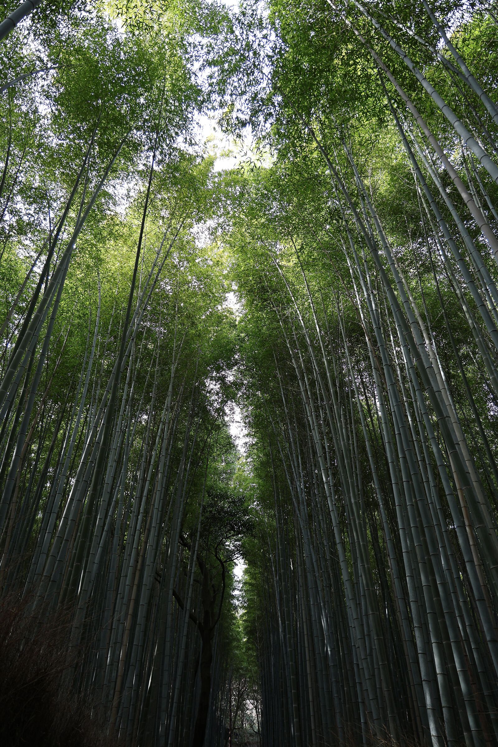 Arashiyama bamboo forest