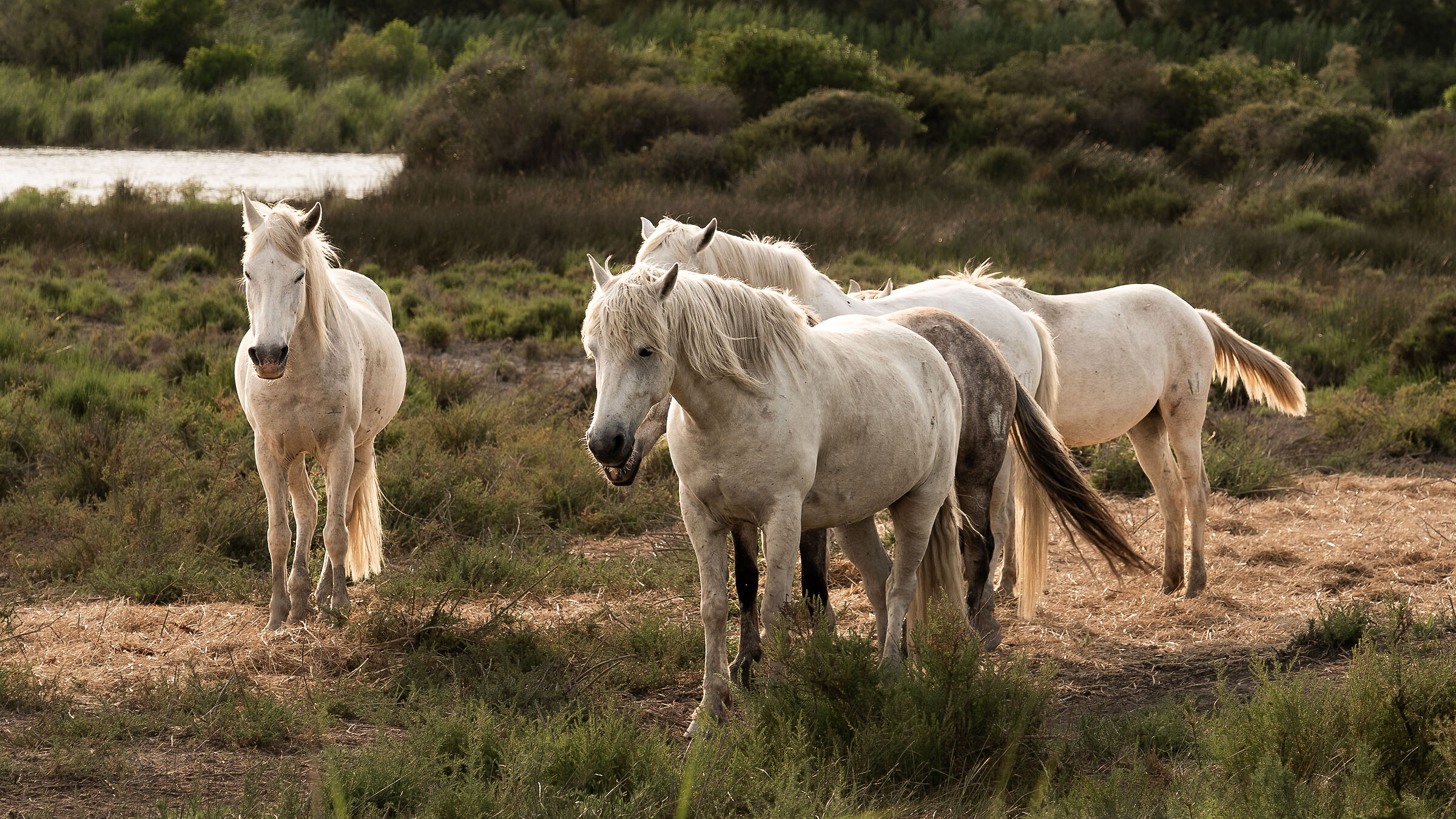 Cavalli in Camargue