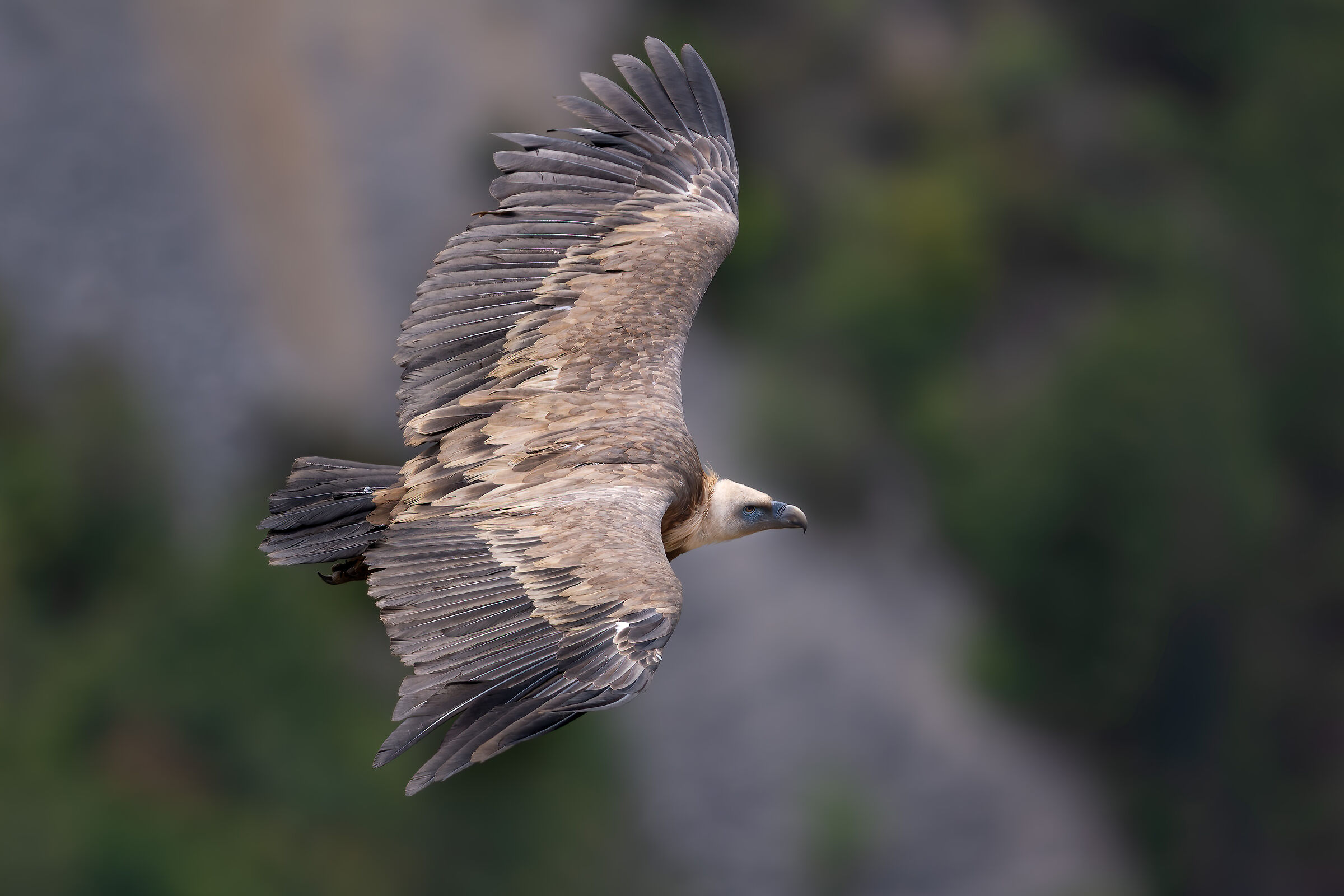 Griffin - Barronies Provencales - France