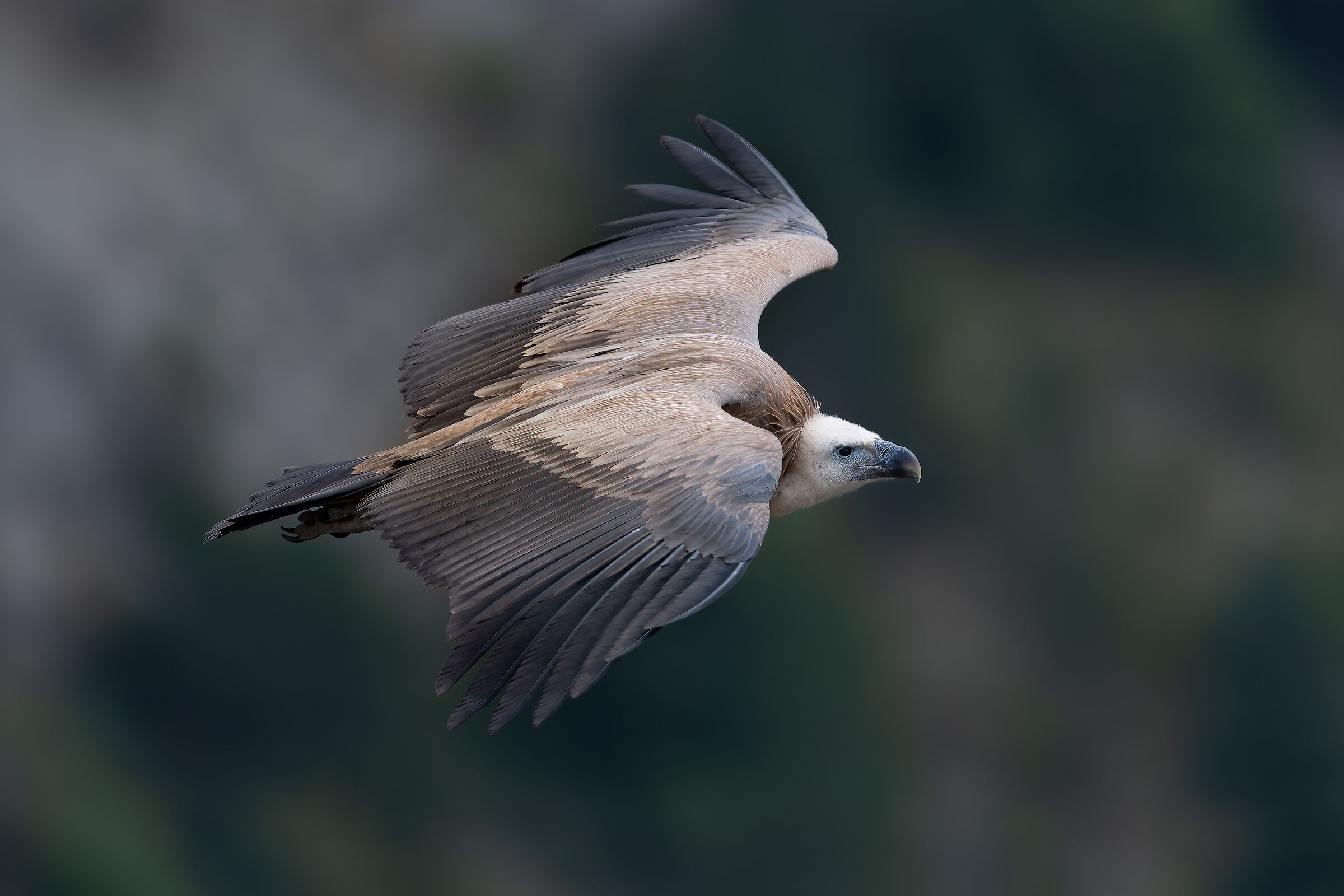 Griffin - Barronies Provencales - France