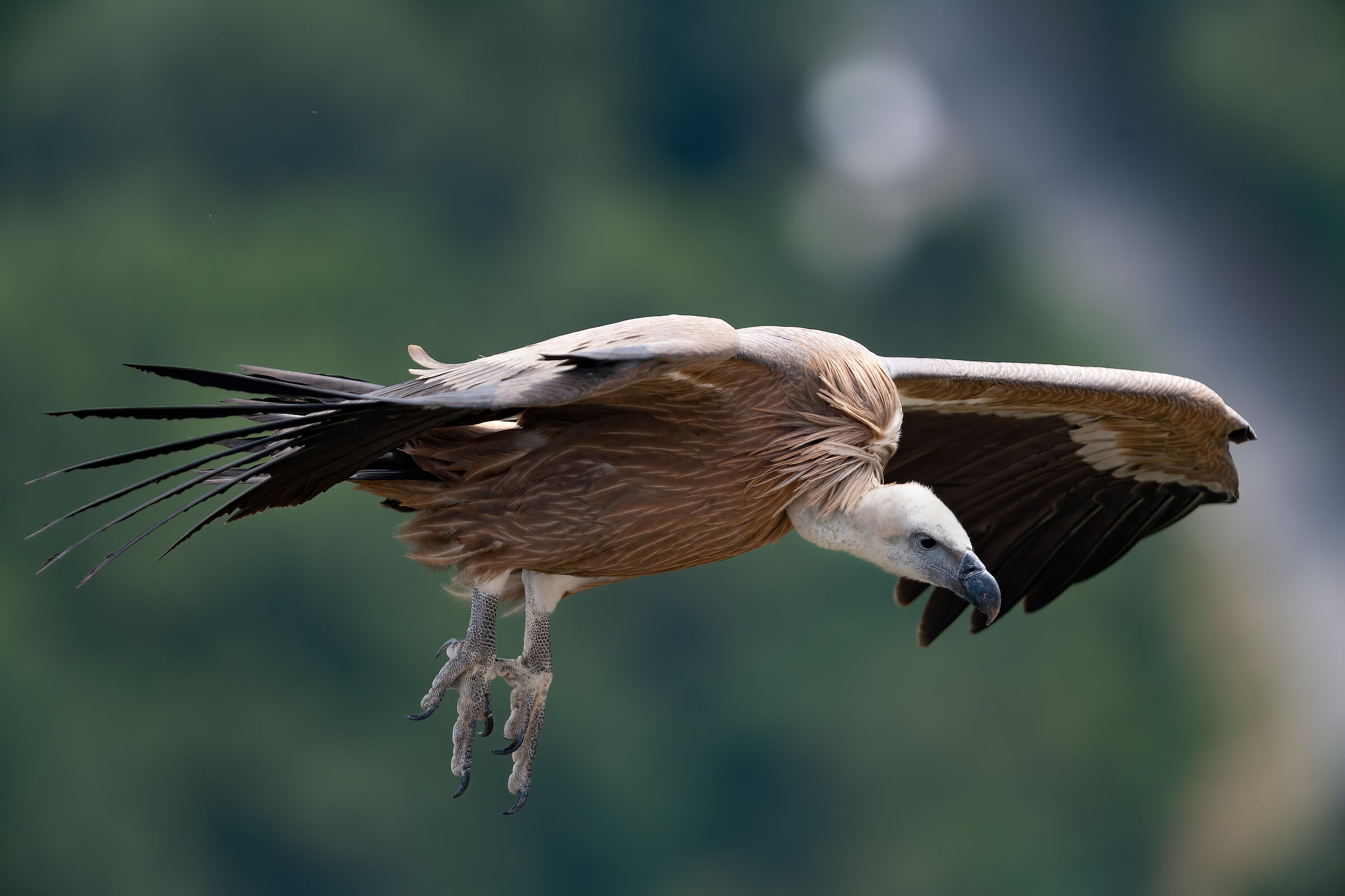 Griffin - Barronies Provencales - France