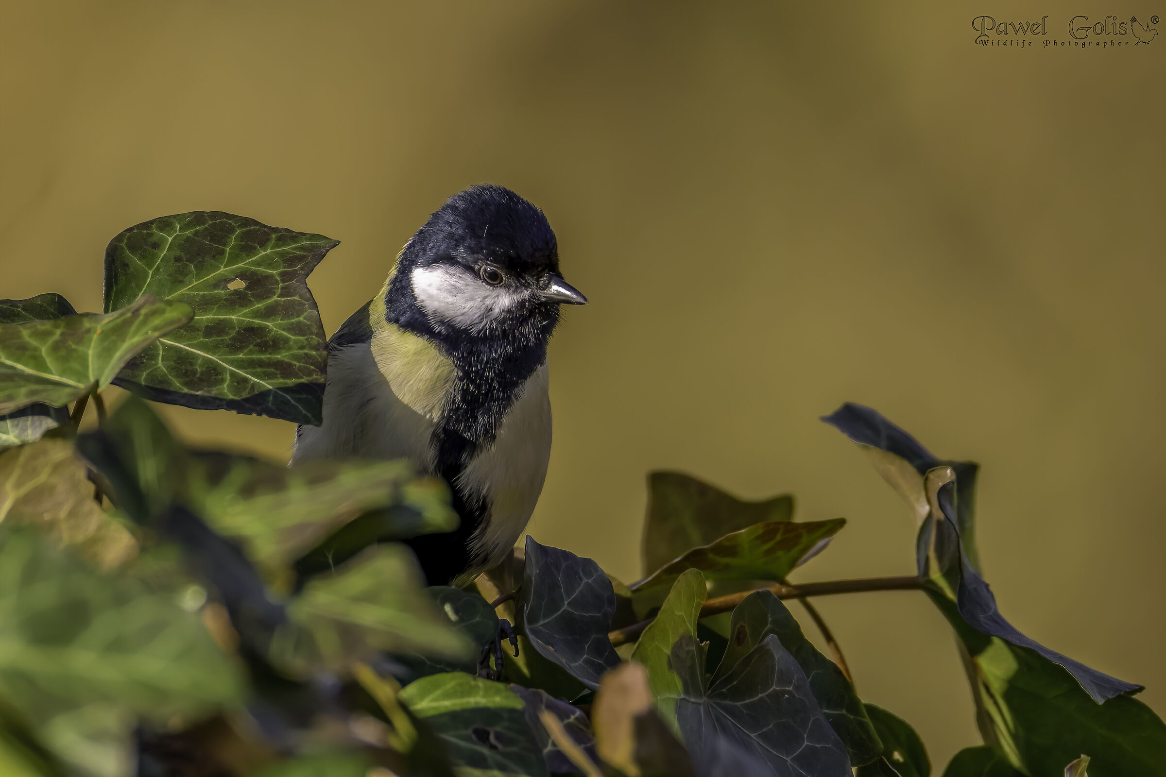 La cinciallegra (Parus major)