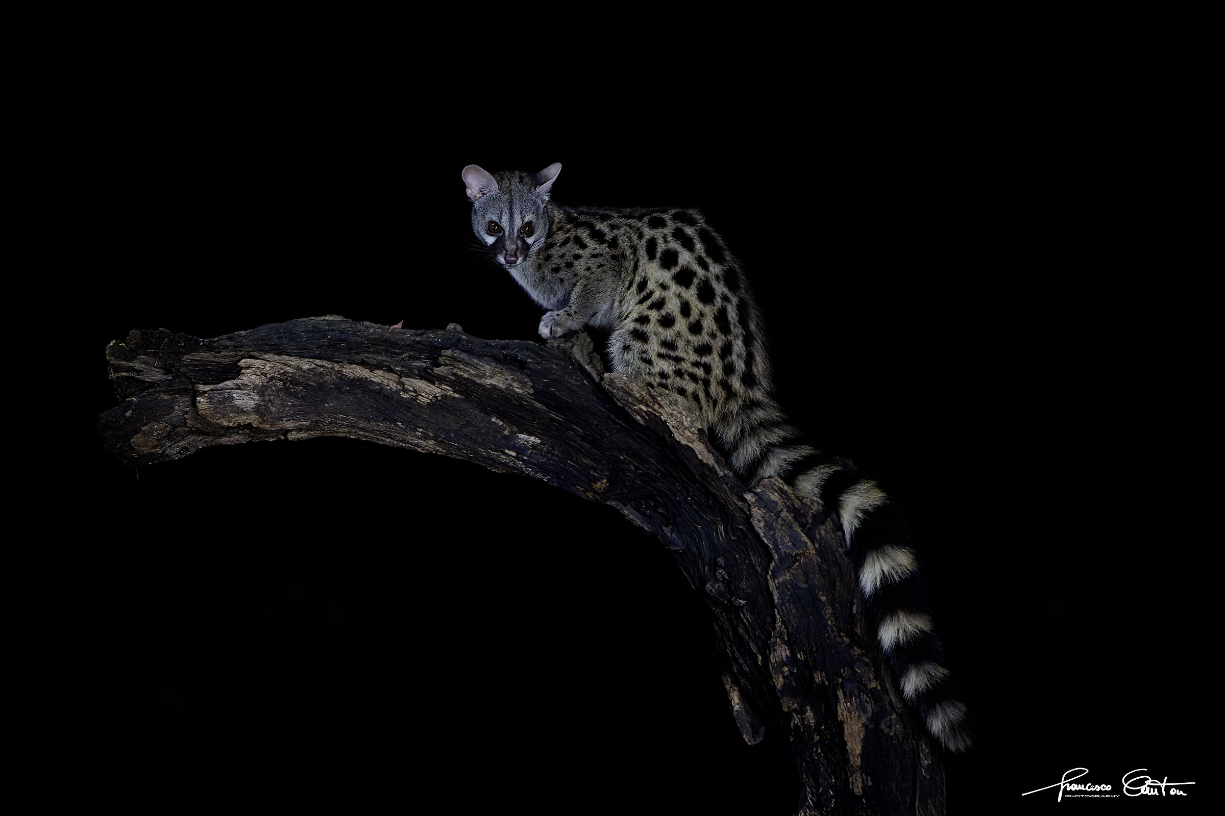 Genet