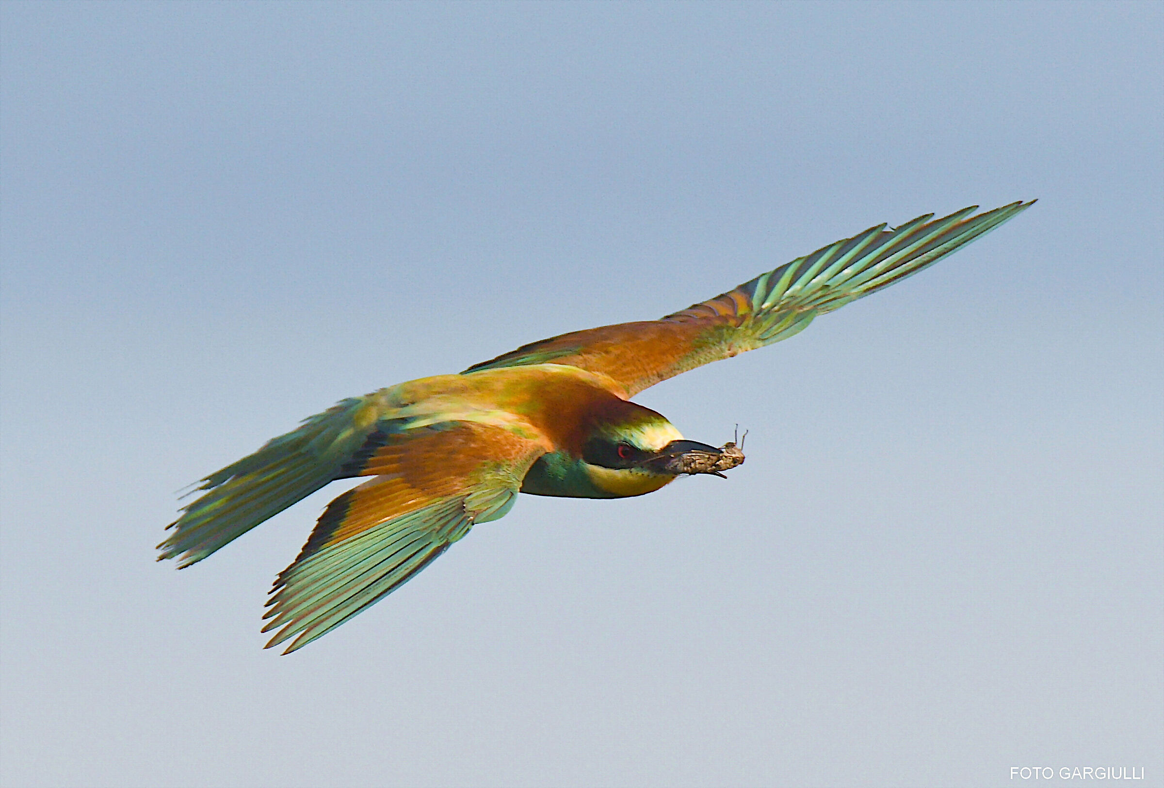 Bee-eater with prey