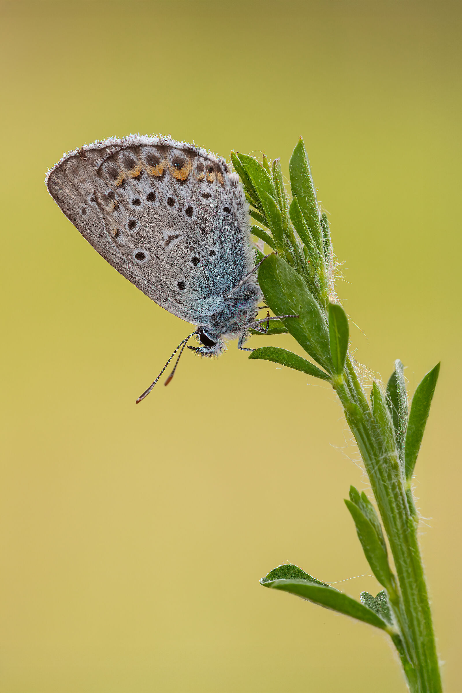 Plebejus idas