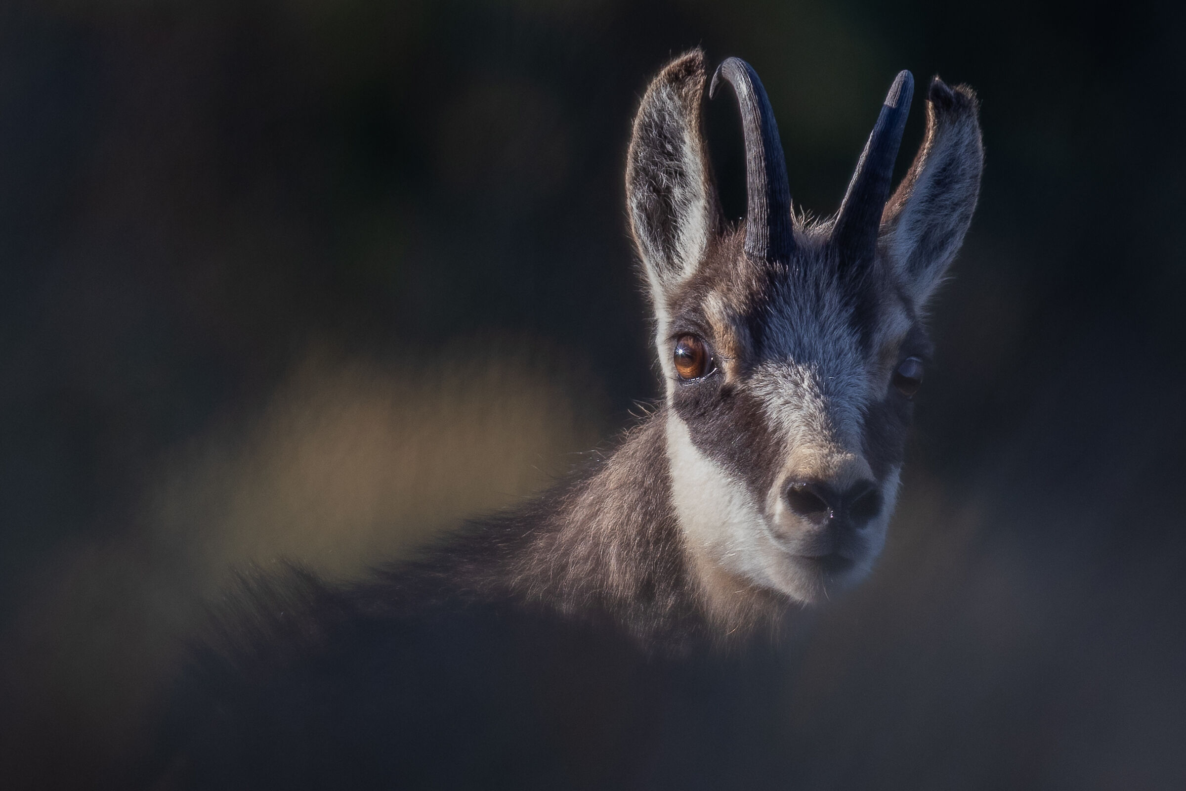 Camoscio alle prime luci del giorno