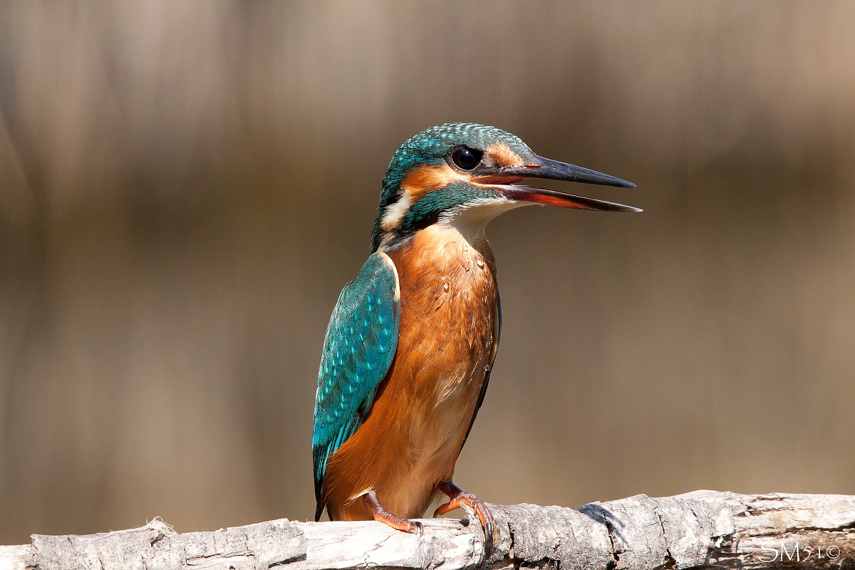 Kingfisher