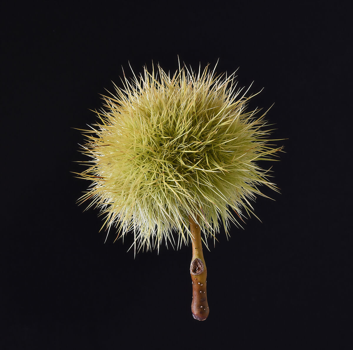 Una meraviglia di aculei...