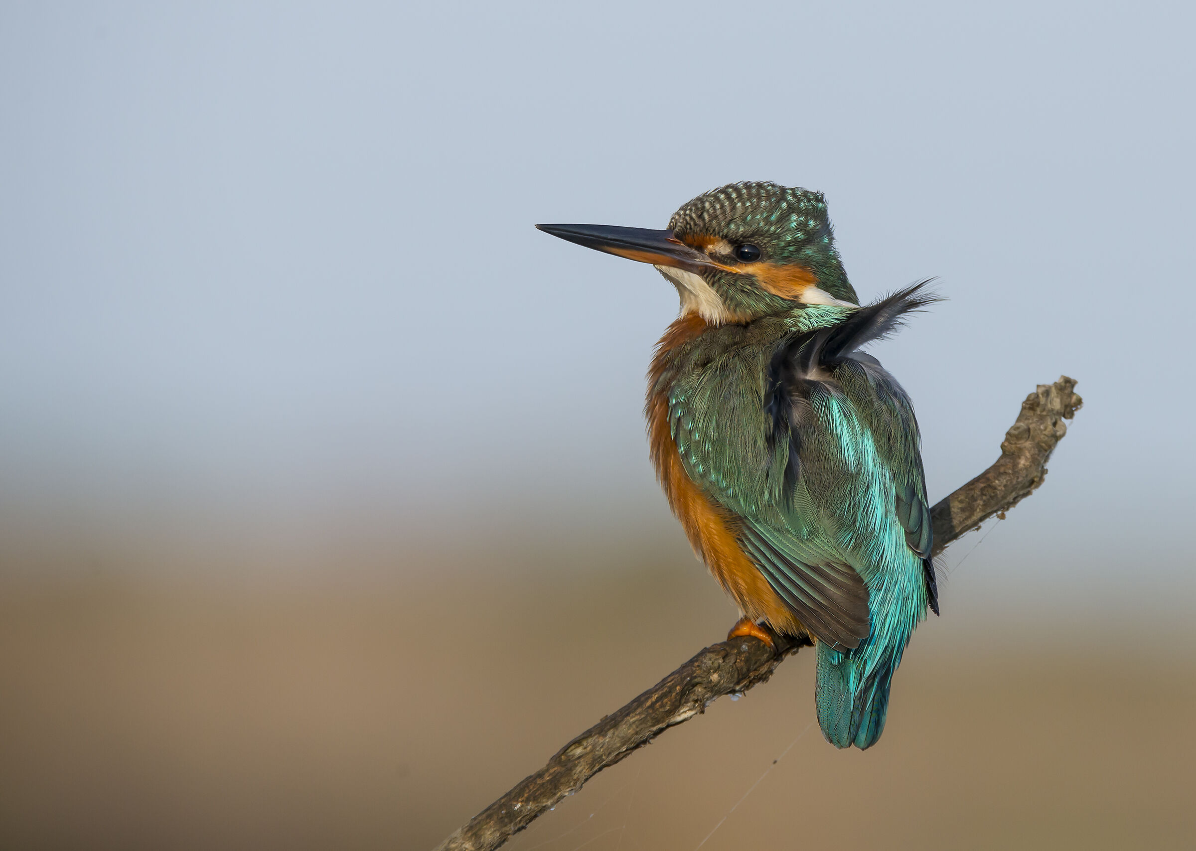 Martina with the wind in her sails