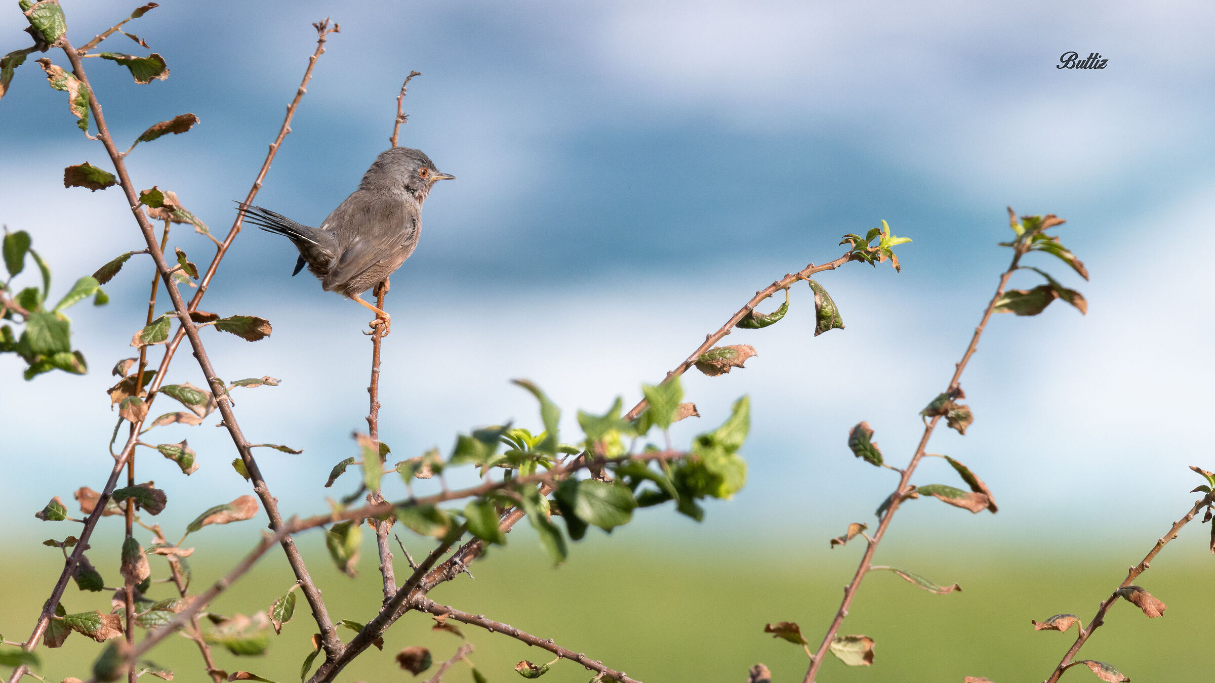 Looking at the ocean... Dartford warbler