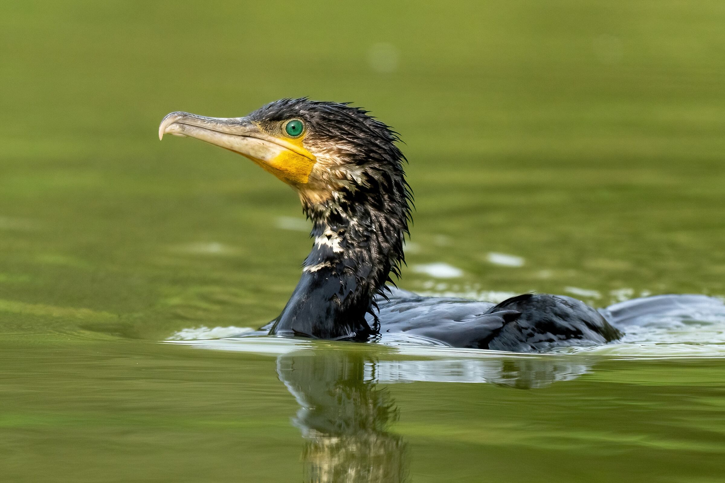 Cormorano (Phalacrocorax carbo)