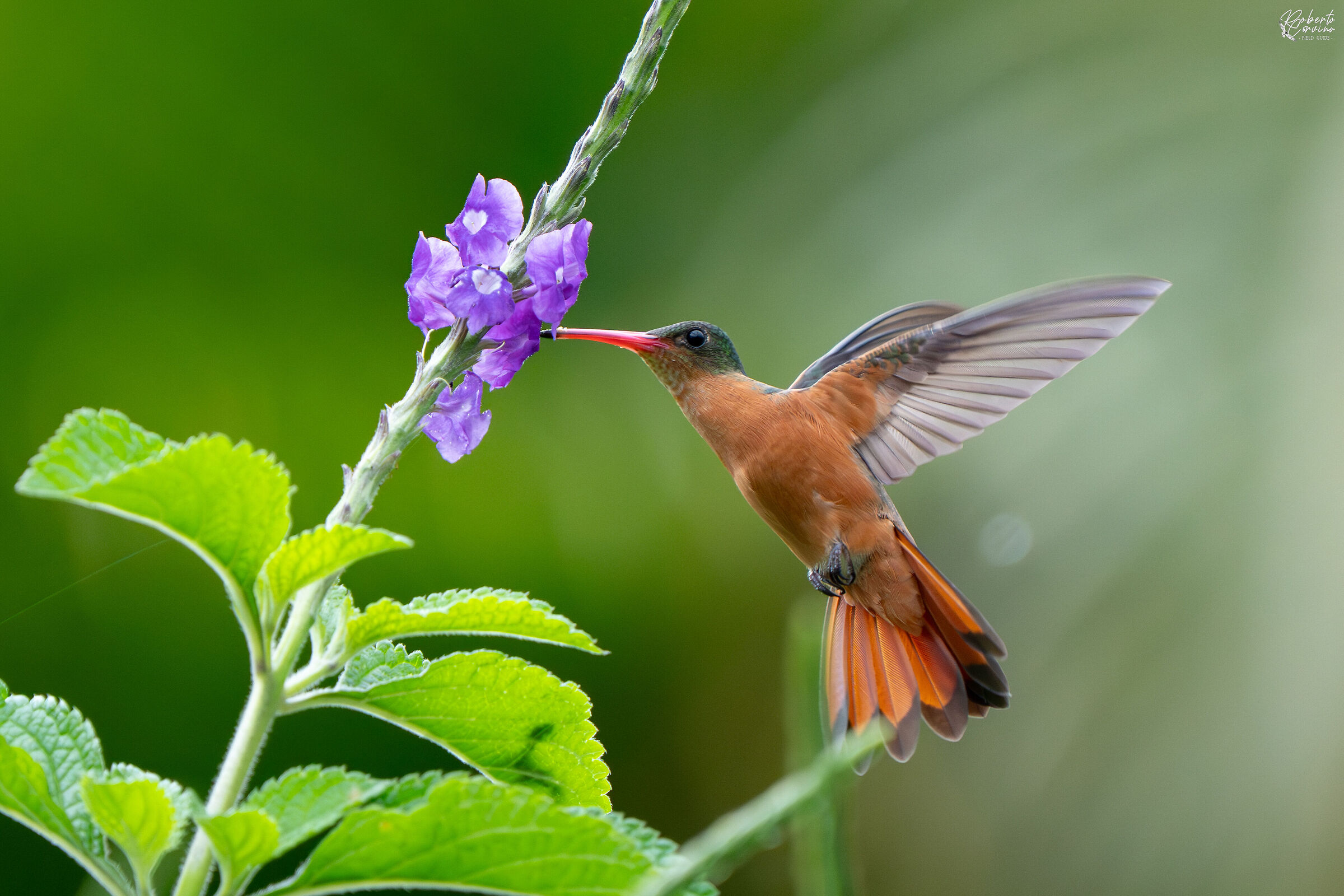 Cinnamon hummingbird (Amazilia rutila)
