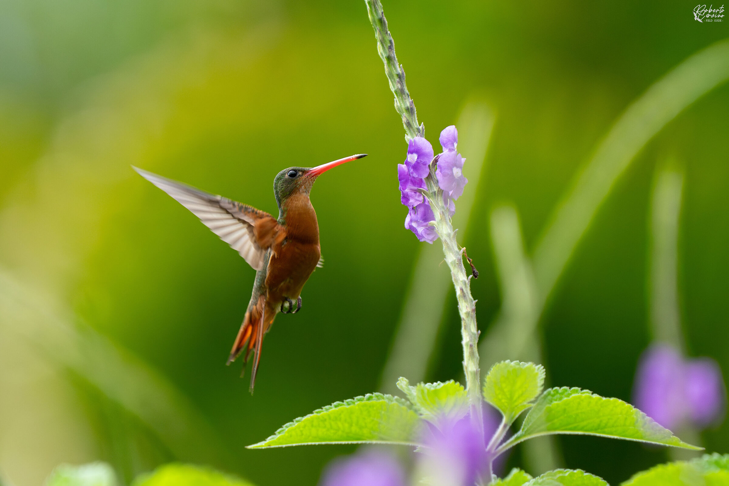Cinnamon hummingbird (Amazilia rutila)