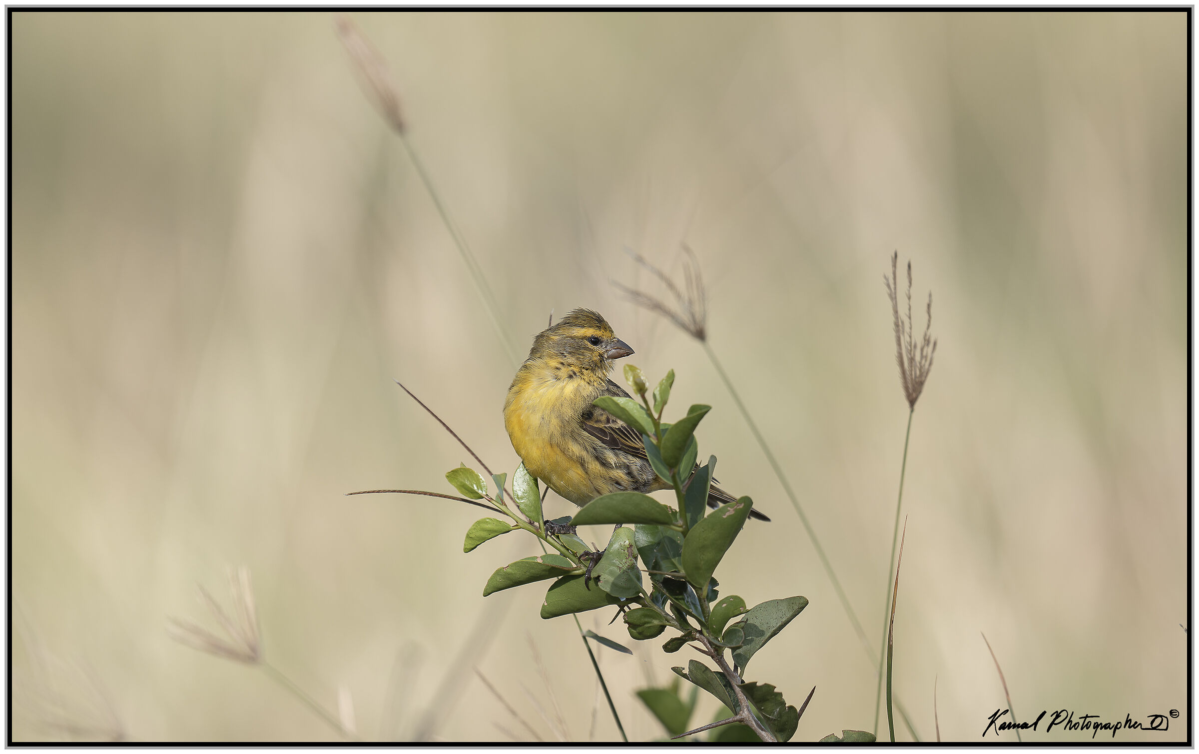 Mozambique canary (Crithagra mozambica)