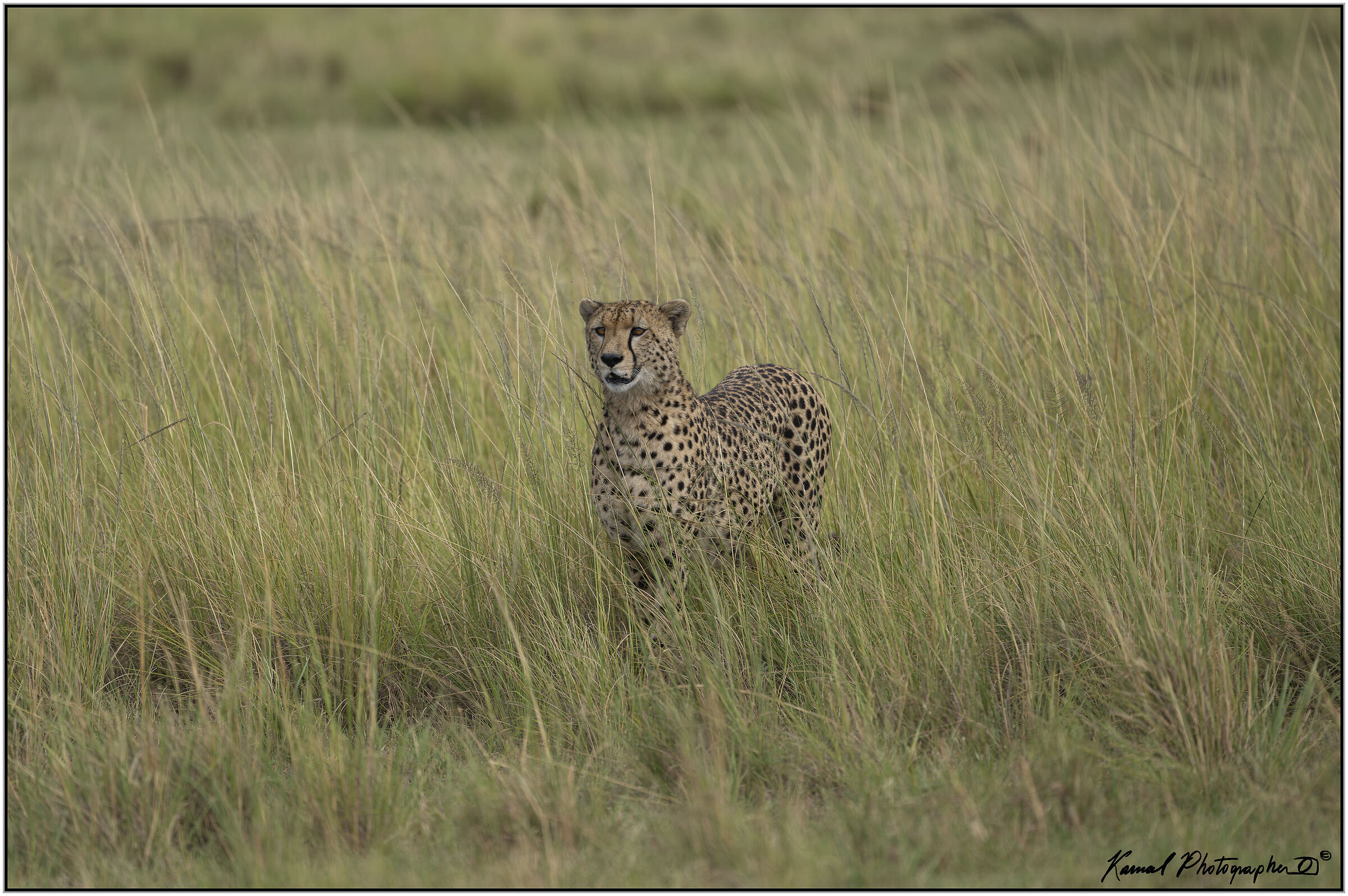 Ghepardo (Acinonyx jubatus)