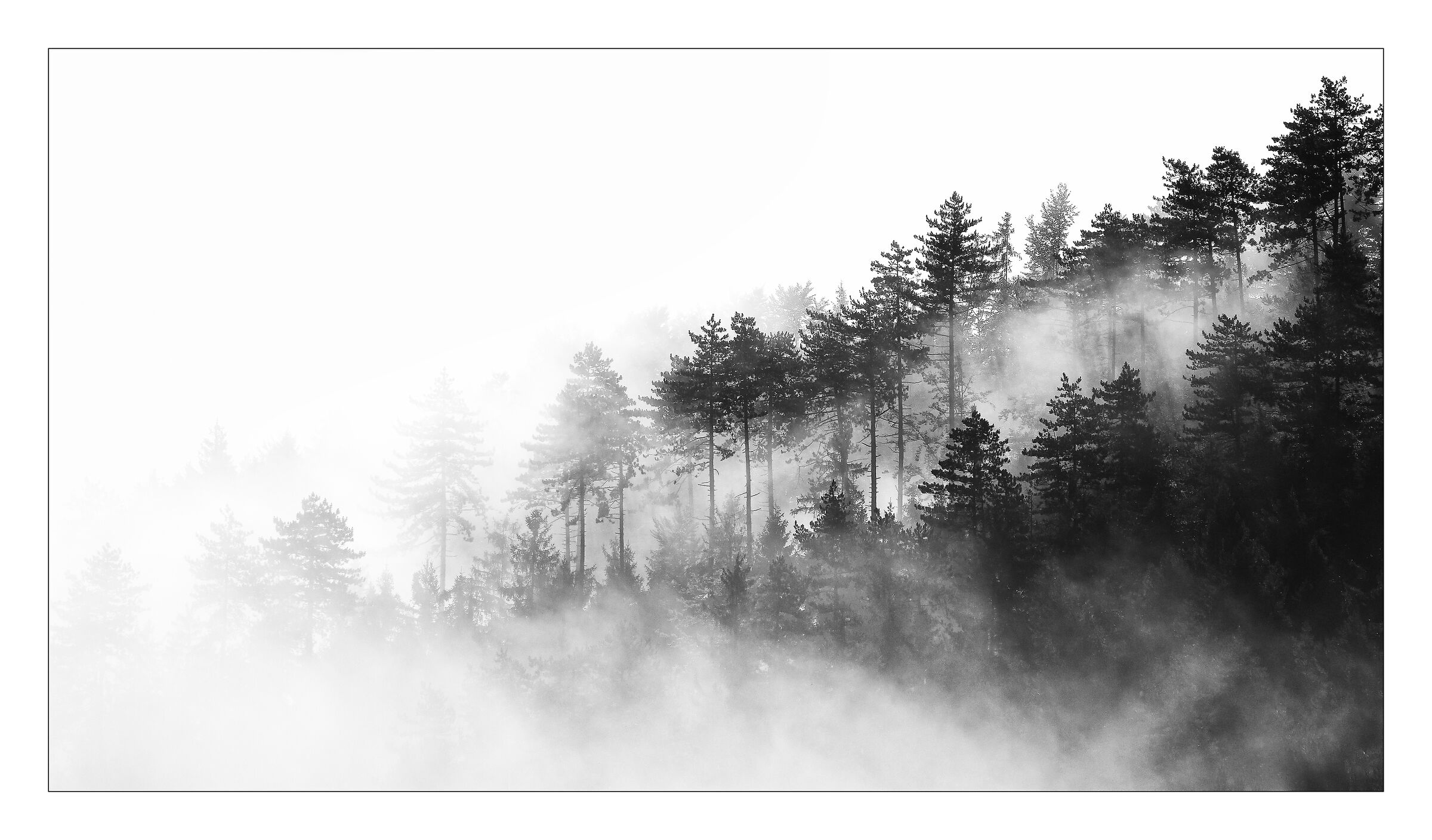 Nebbia nella foresta