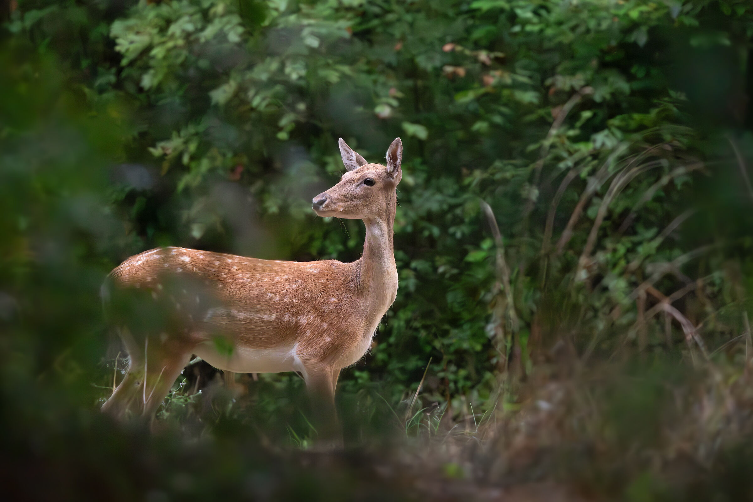F. deer | Dama dama (Tuscany-September 2025)