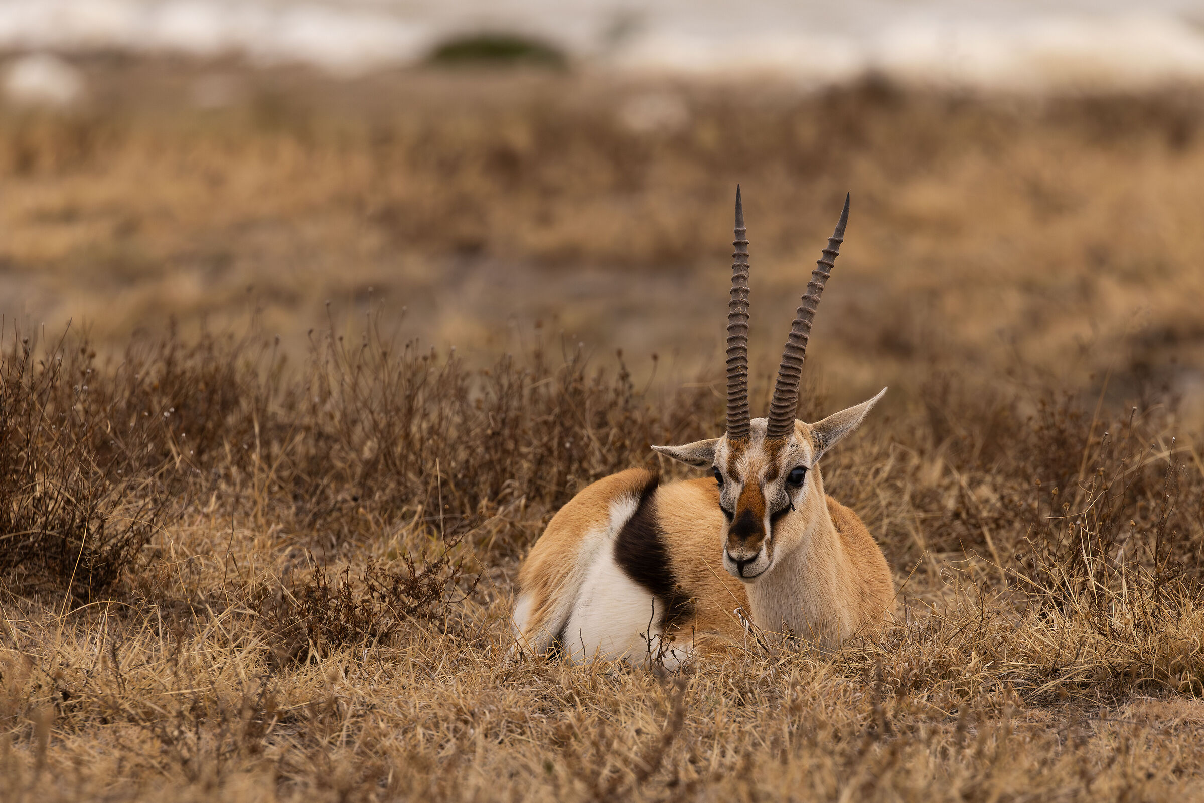 Ngoronrogo Conservation Area - August 2025