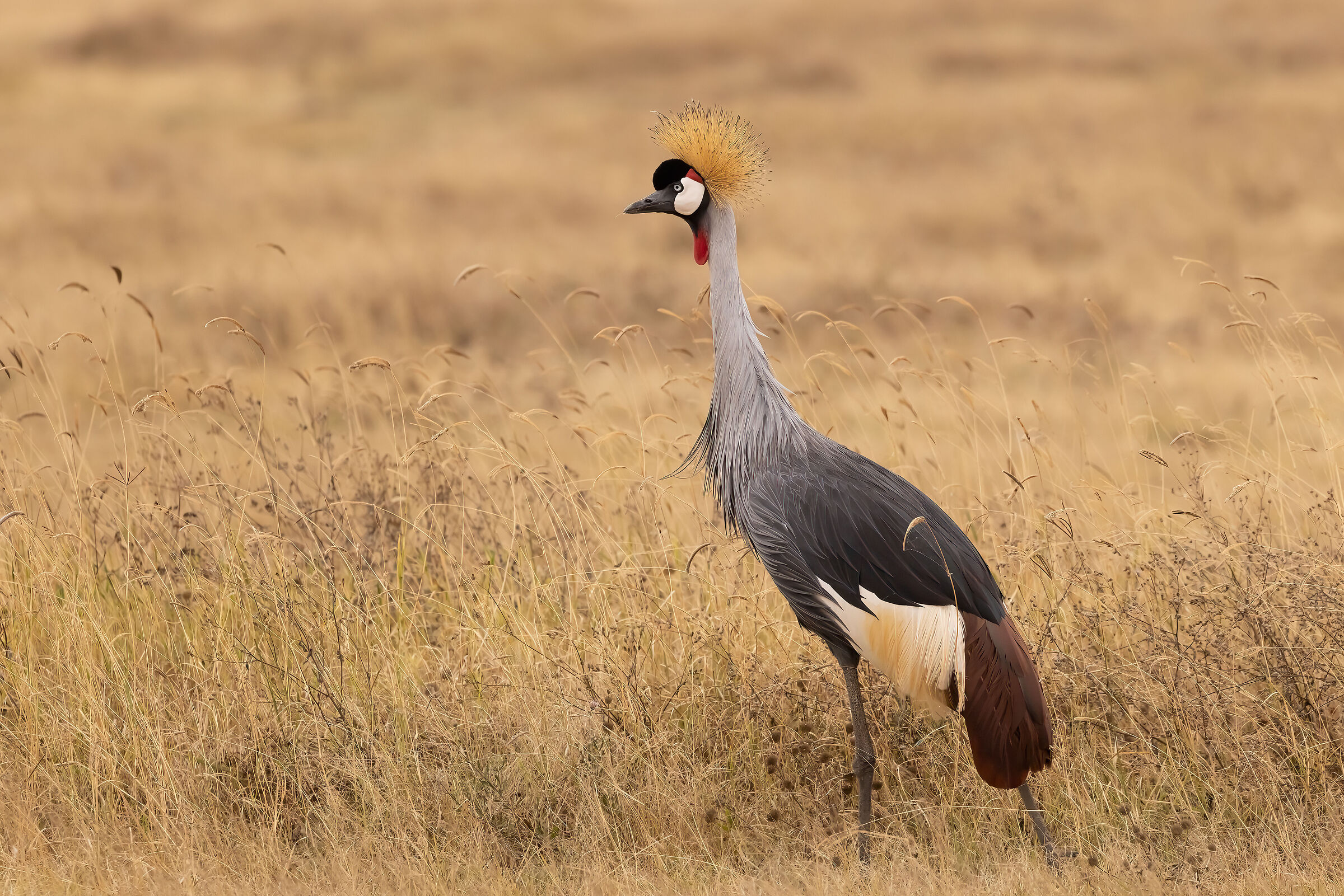 Ngoronrogo Conservation Area - August 2025