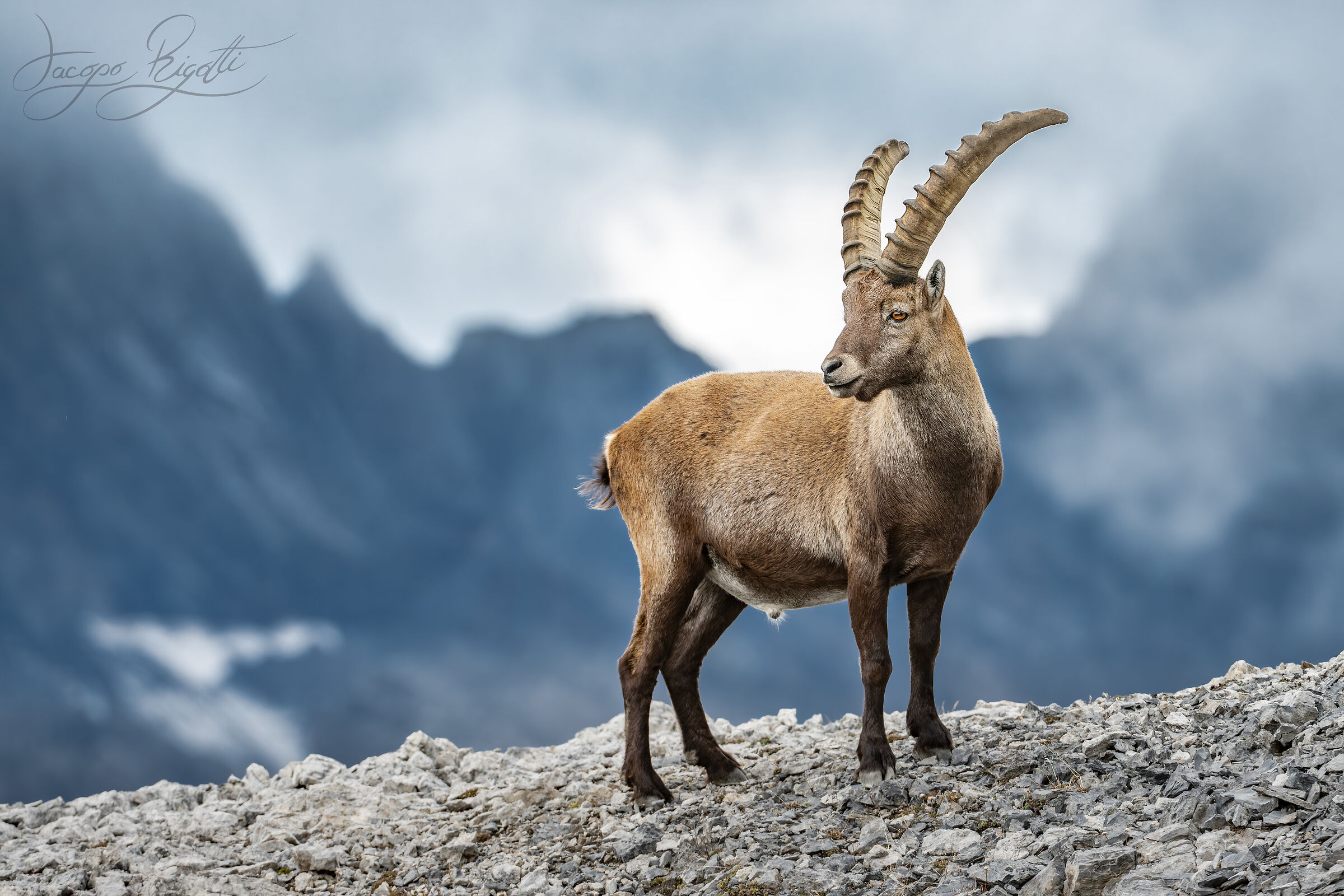 Ibex in his kingdom