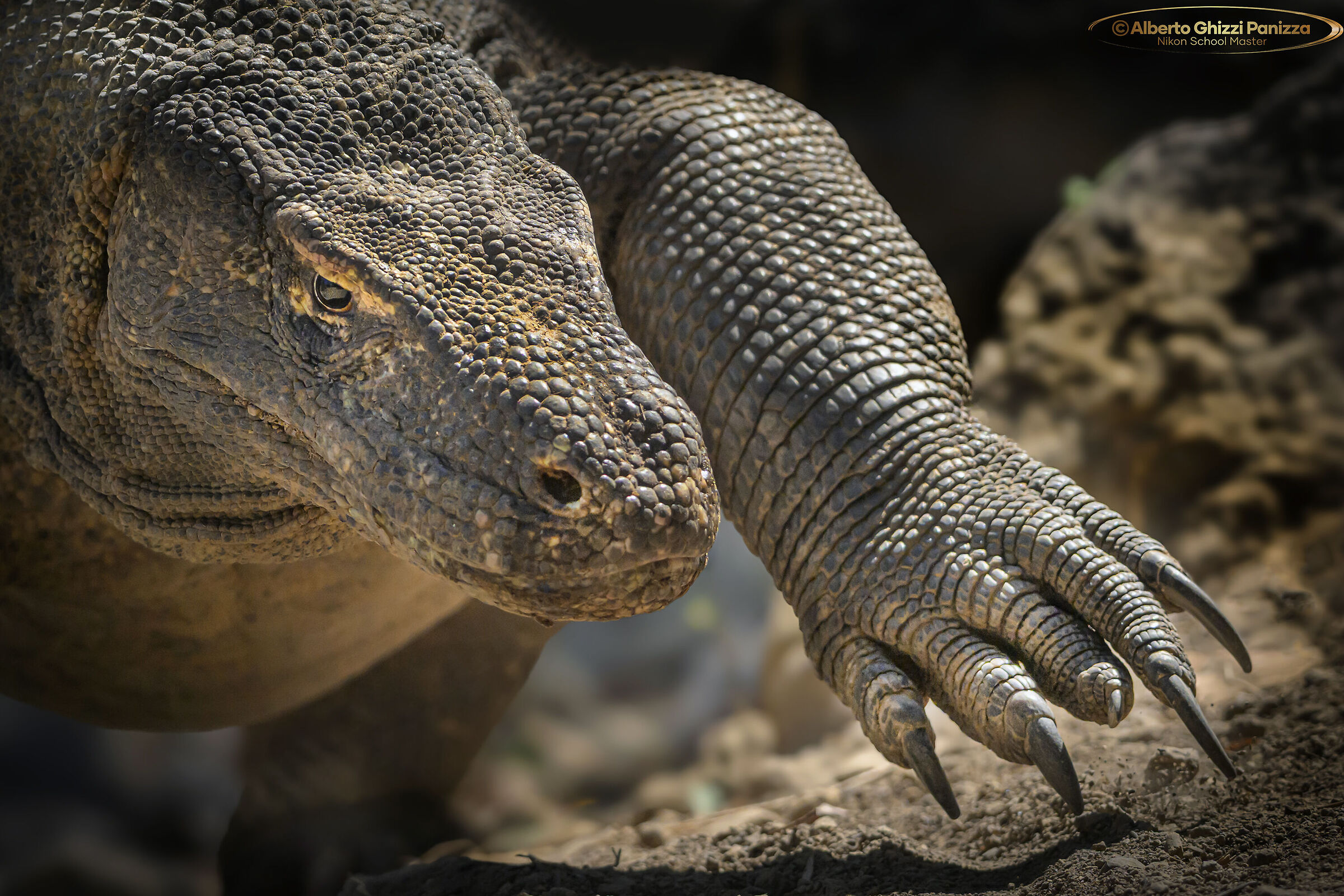 Il dragone di Komodo