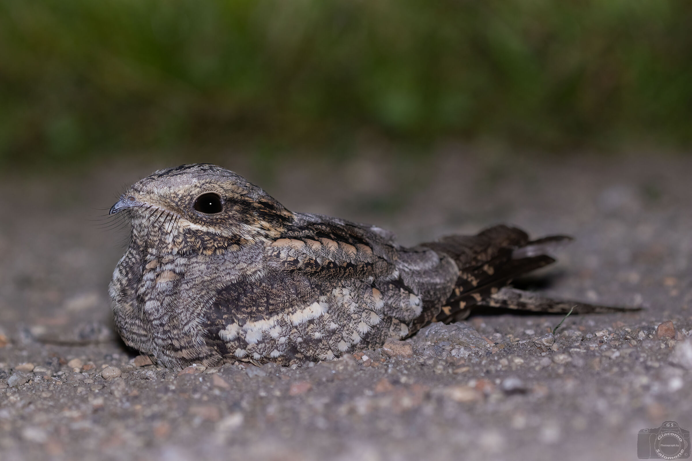 Nightjar