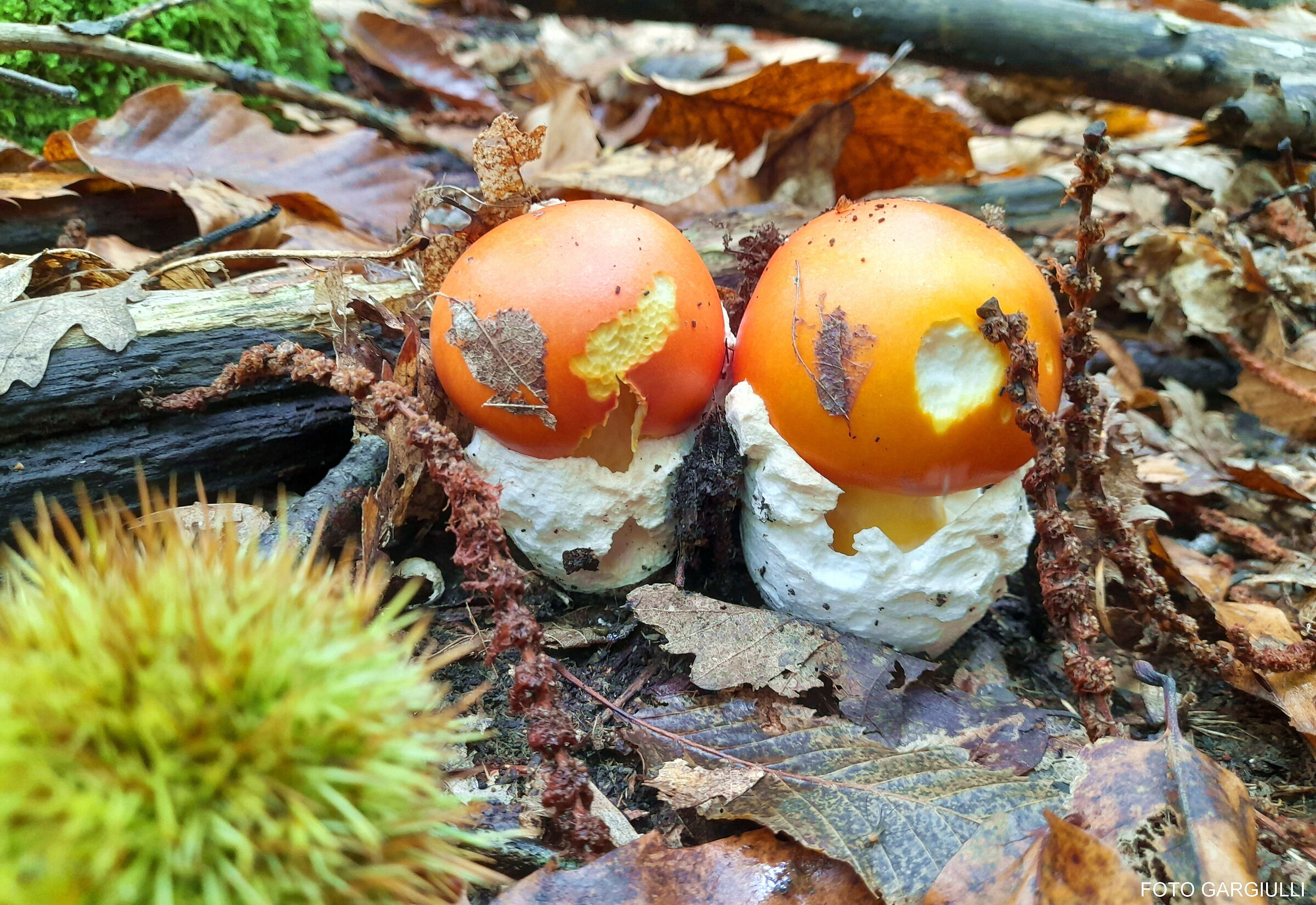 Ovolo buono(Amanita cesarea)