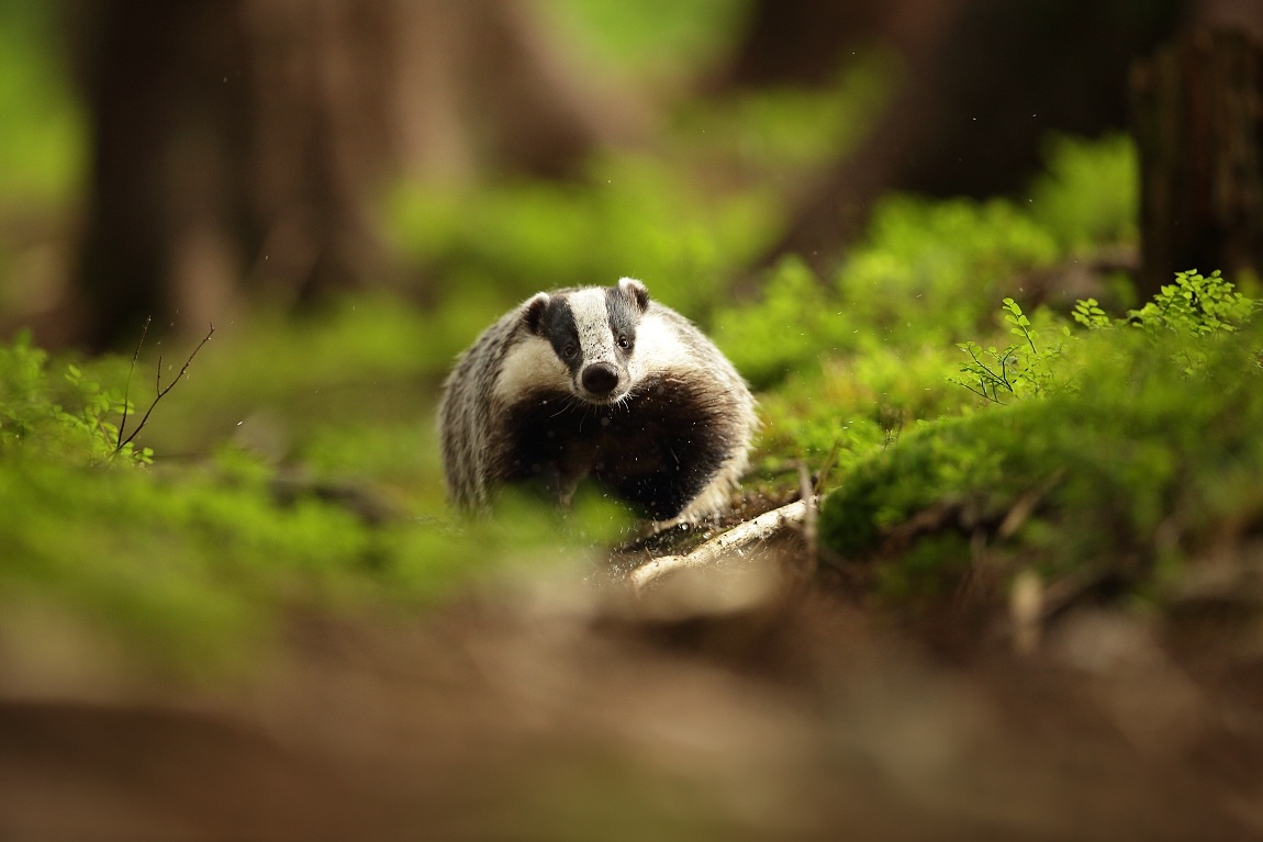 The European badger