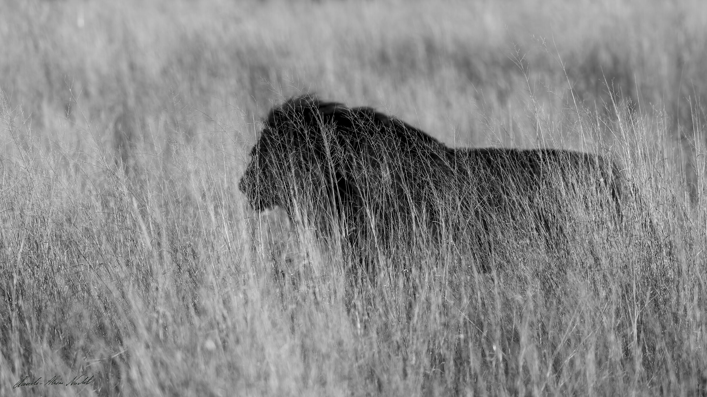 The royal shadow in the savannah