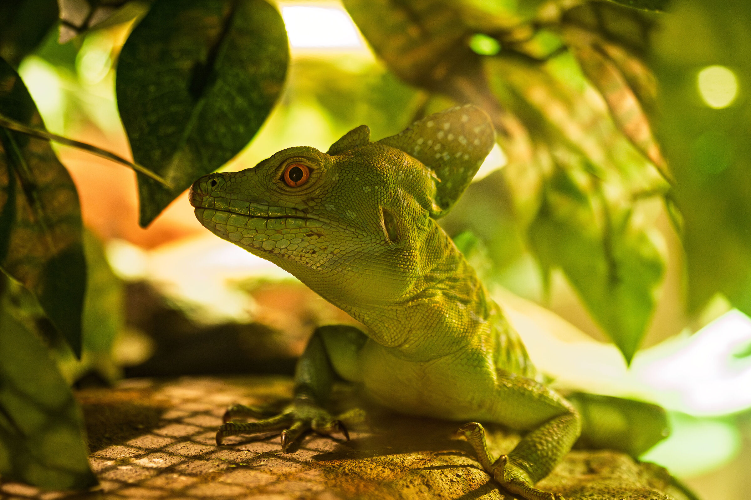 Reptiles 1